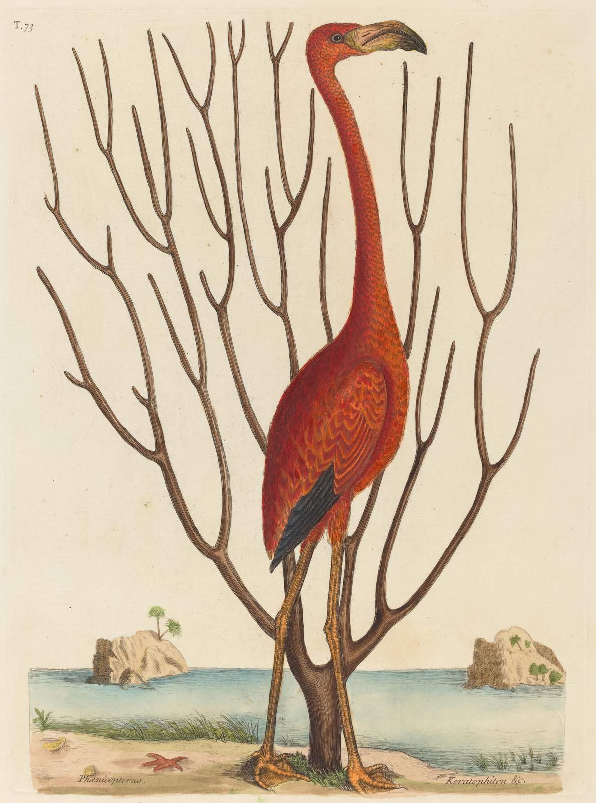 Vibrant Flamingo Vintage Art Wall Art