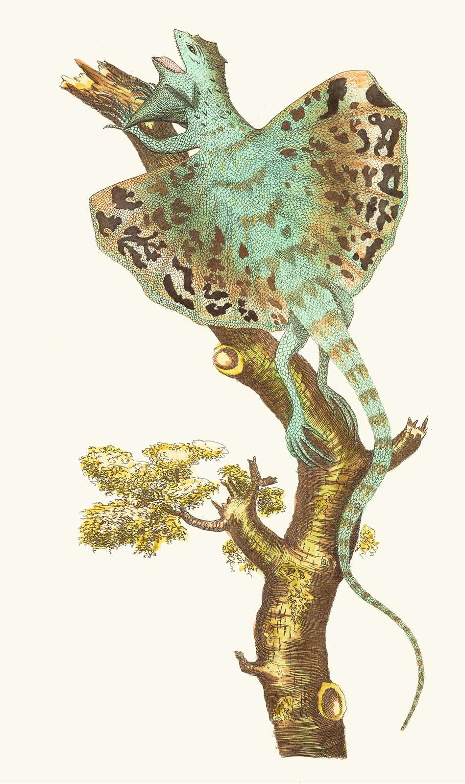Vintage Frilled Lizard Nature Art Wall Art