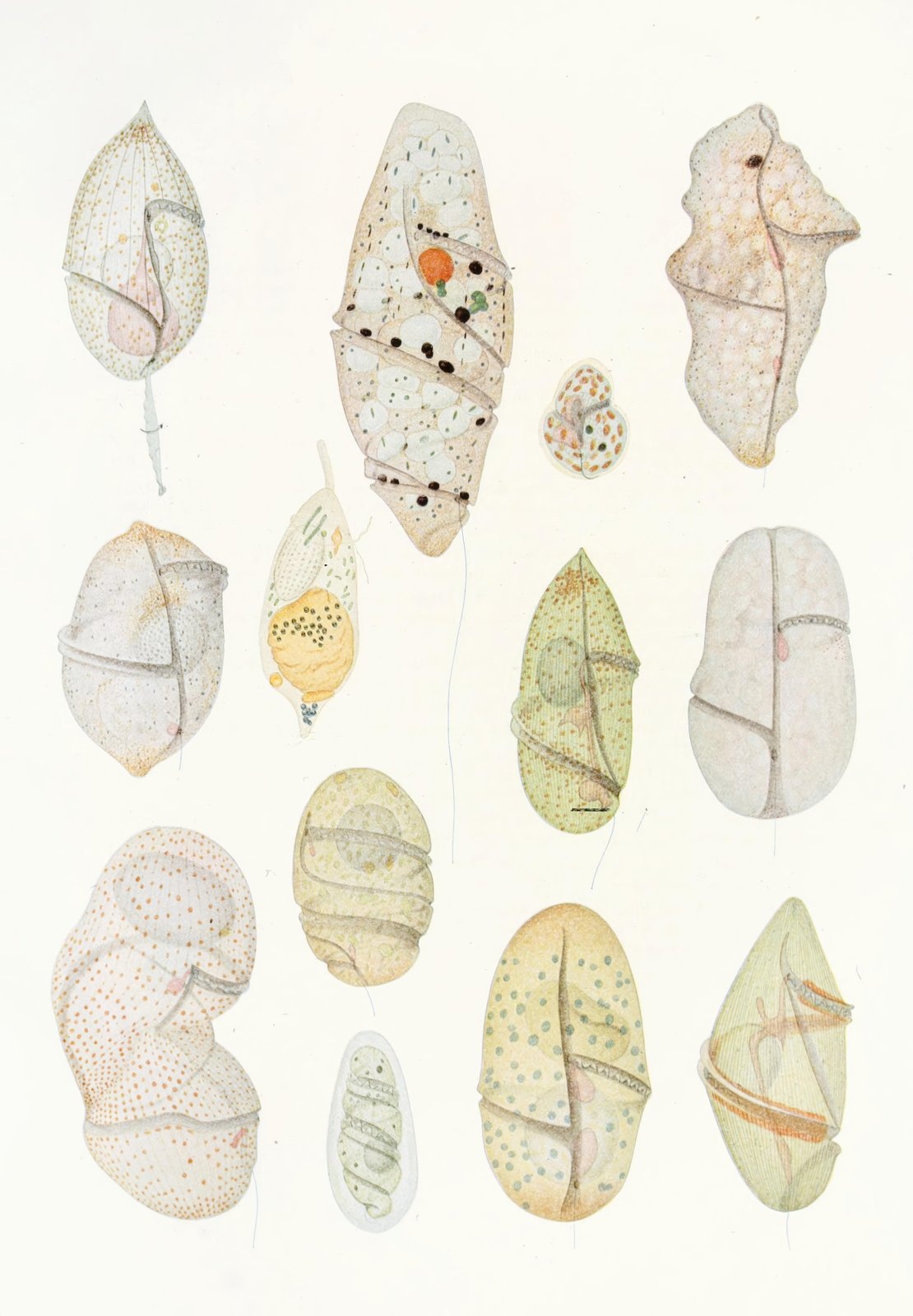 Vintage Microscopic Organisms Wall Art