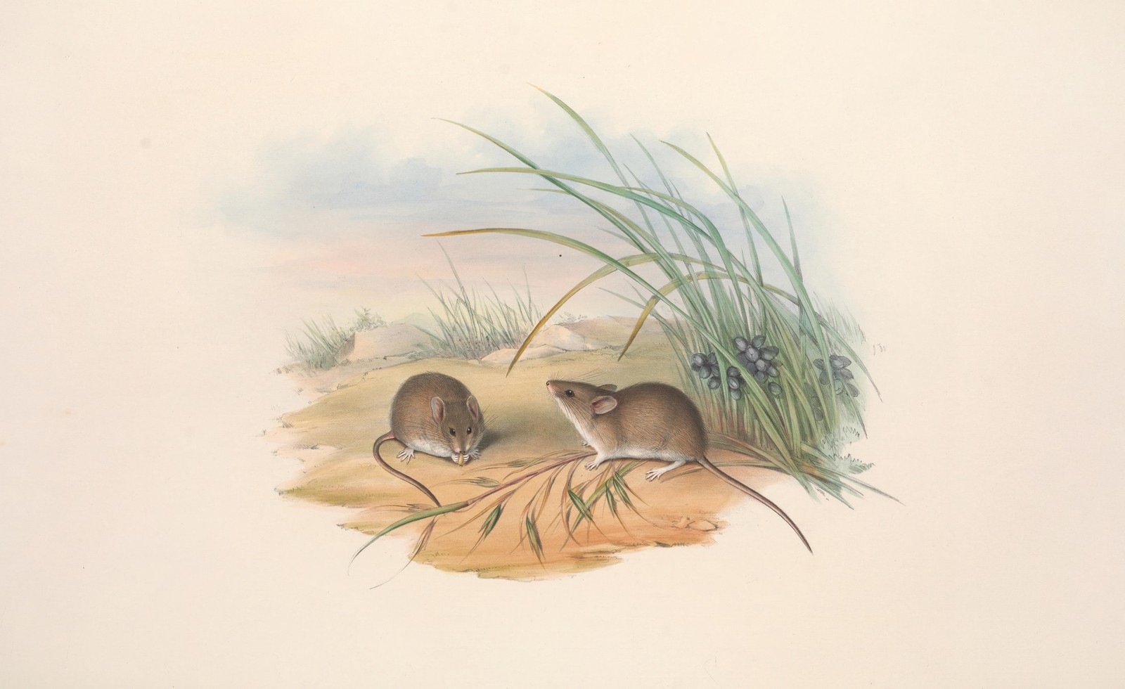 Charming Field Mice Nature Art Wall Art