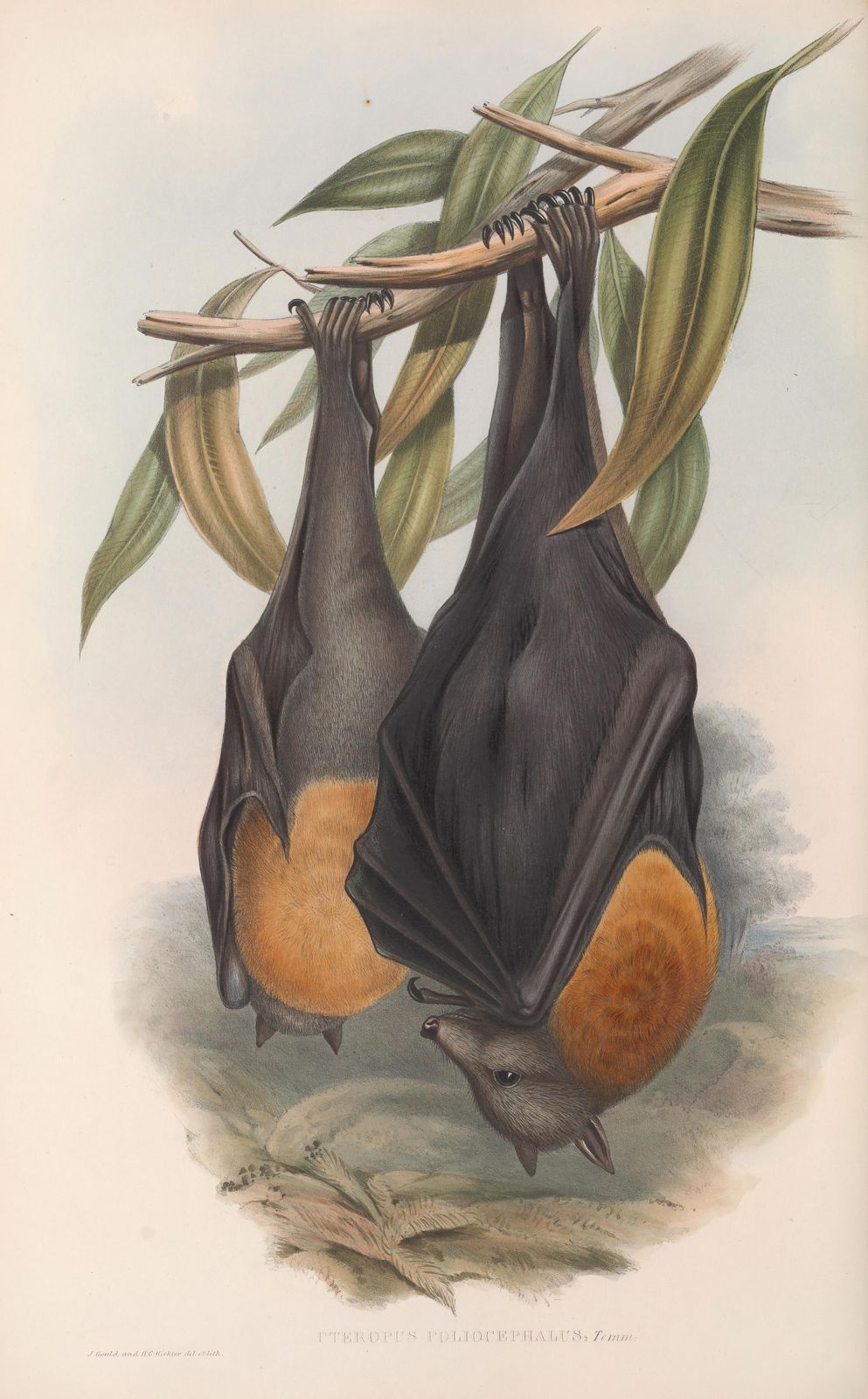 Vintage Fruit Bats Wall Art Wall Art