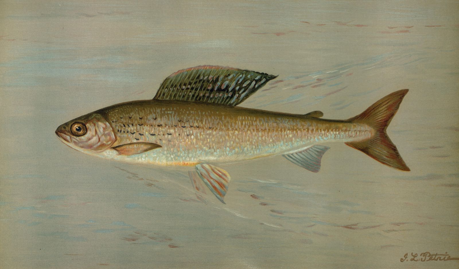 Realistic Fish Swimming Wall Art Art