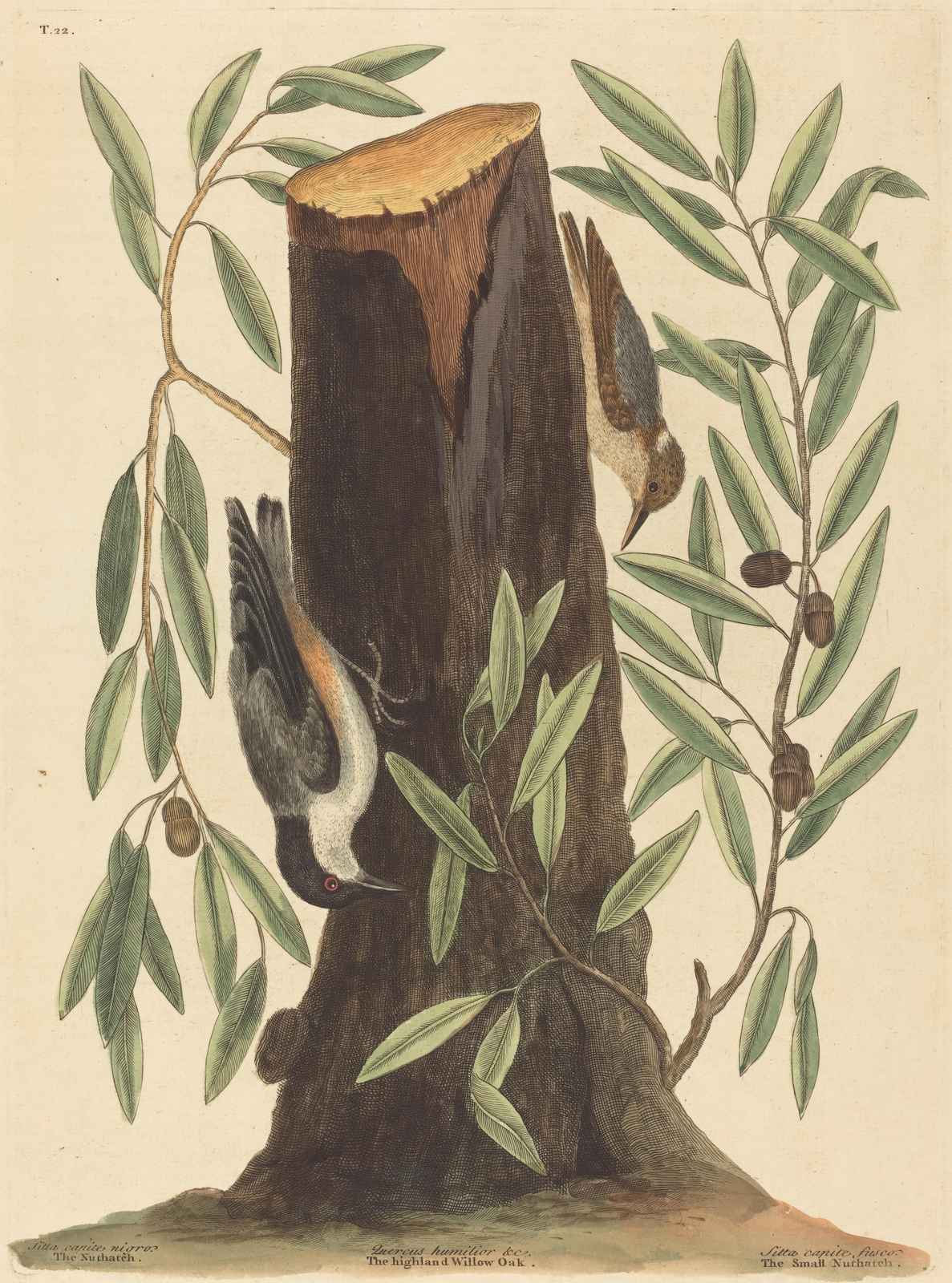 Vintage Nuthatch & Oak Tree Wall Art