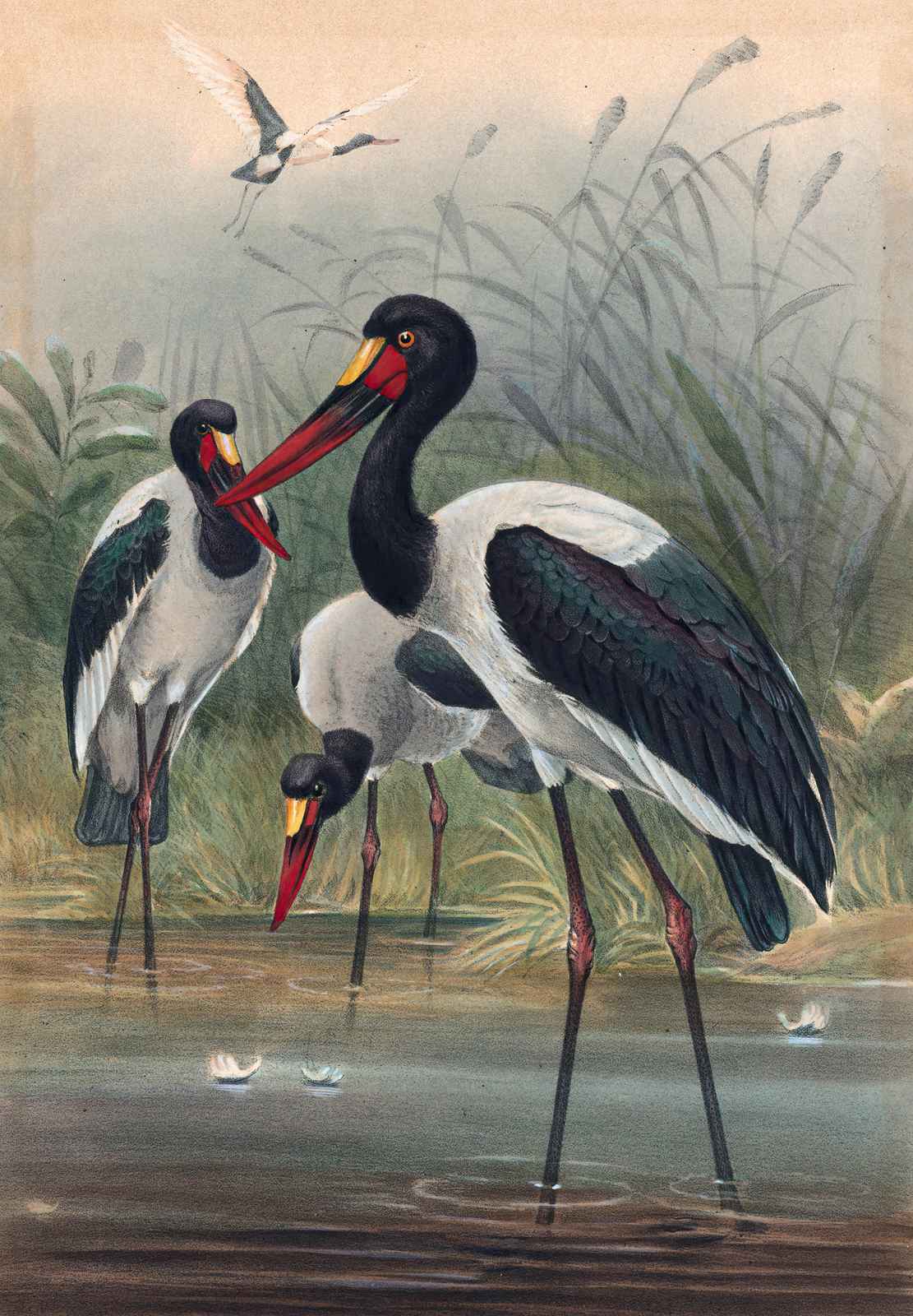 Elegant Saddle-Billed Storks Nature Art Wall Art