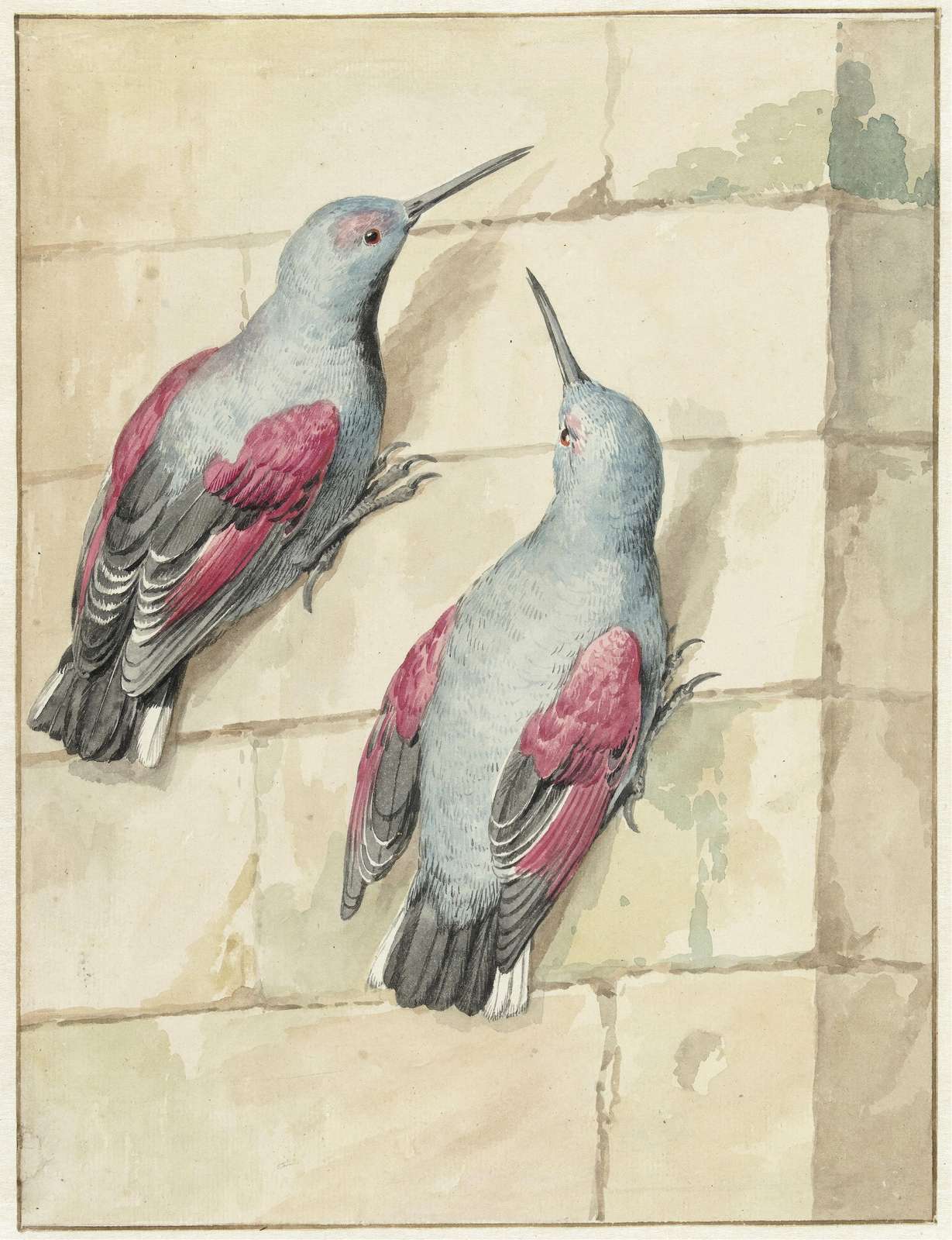 Vintage Bird Art: Crimson Winged Beauties Wall Art