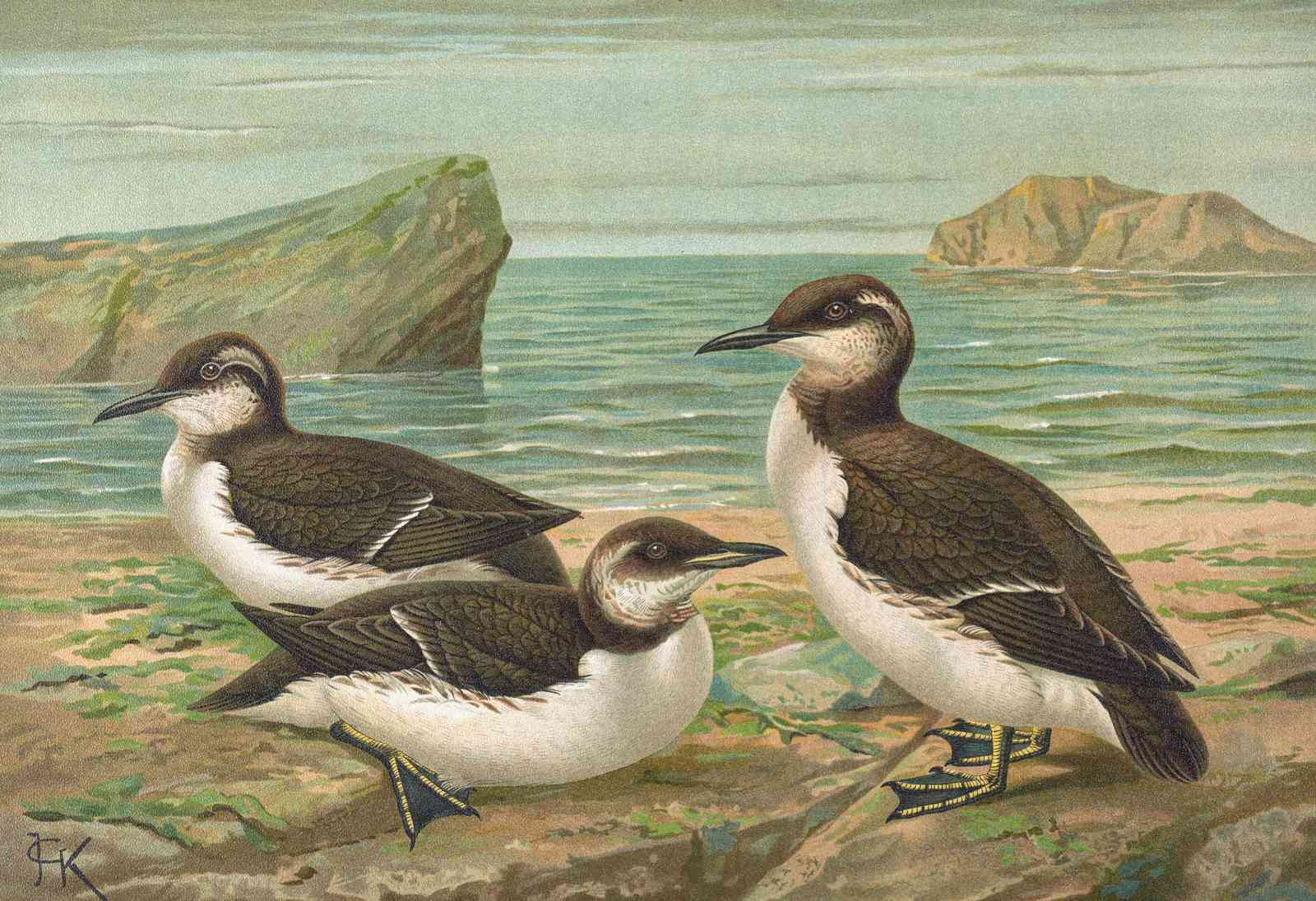 Coastal Birds Vintage Art Wall Art