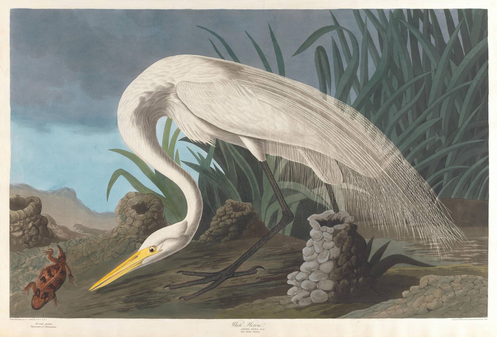 Elegant White Heron Nature Wall Art