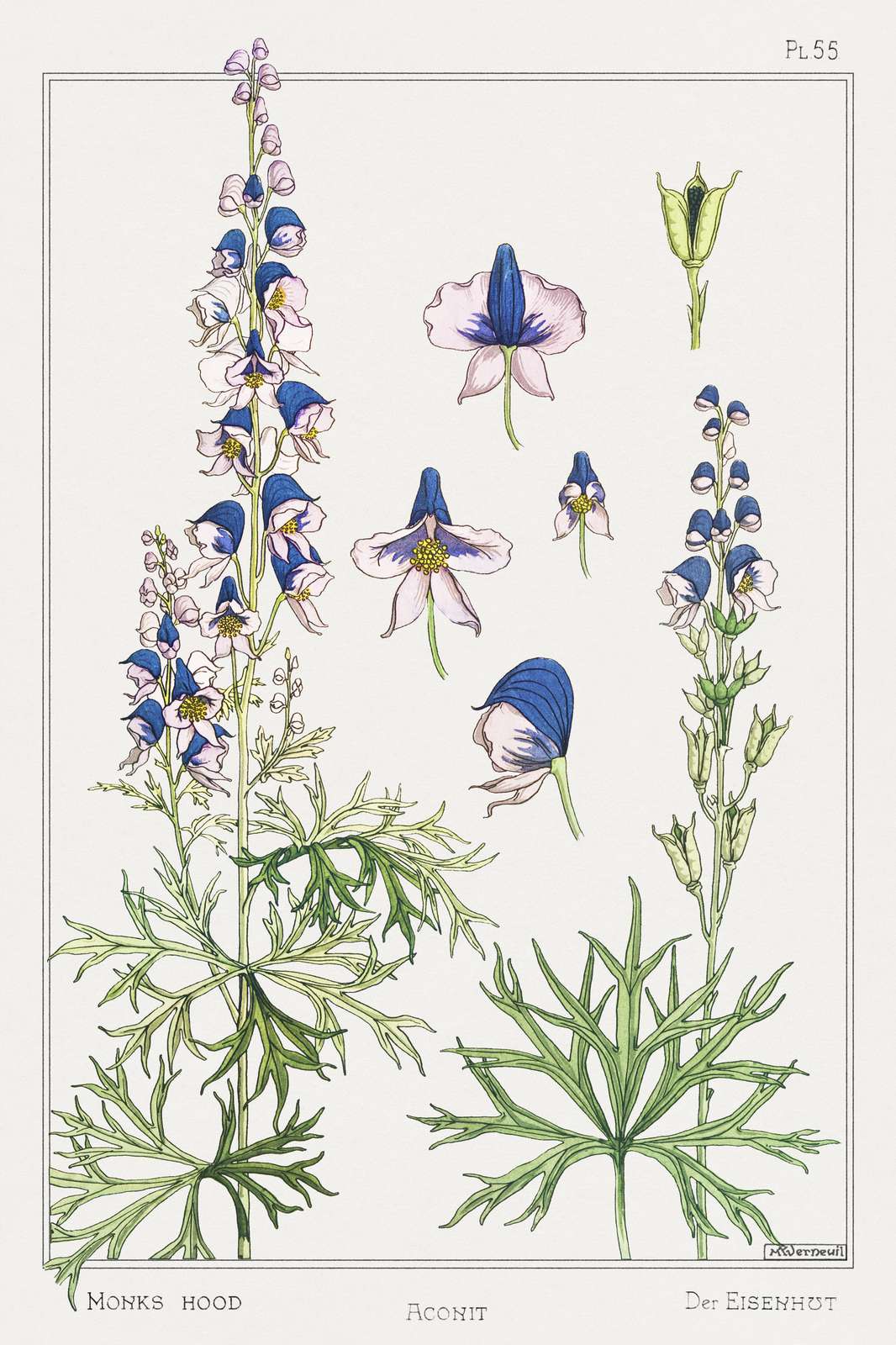 Vintage Monks Hood Botanical Wall Art