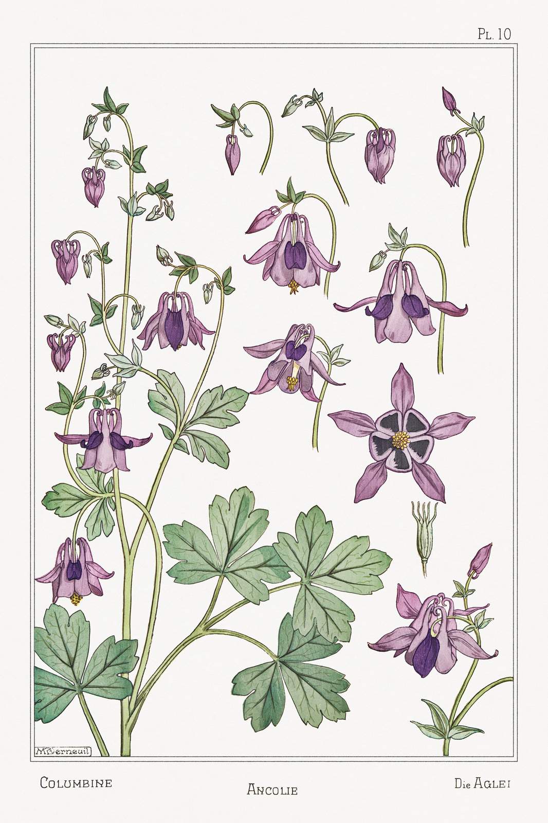 Vintage Botanical Columbine Wall Art Wall Art