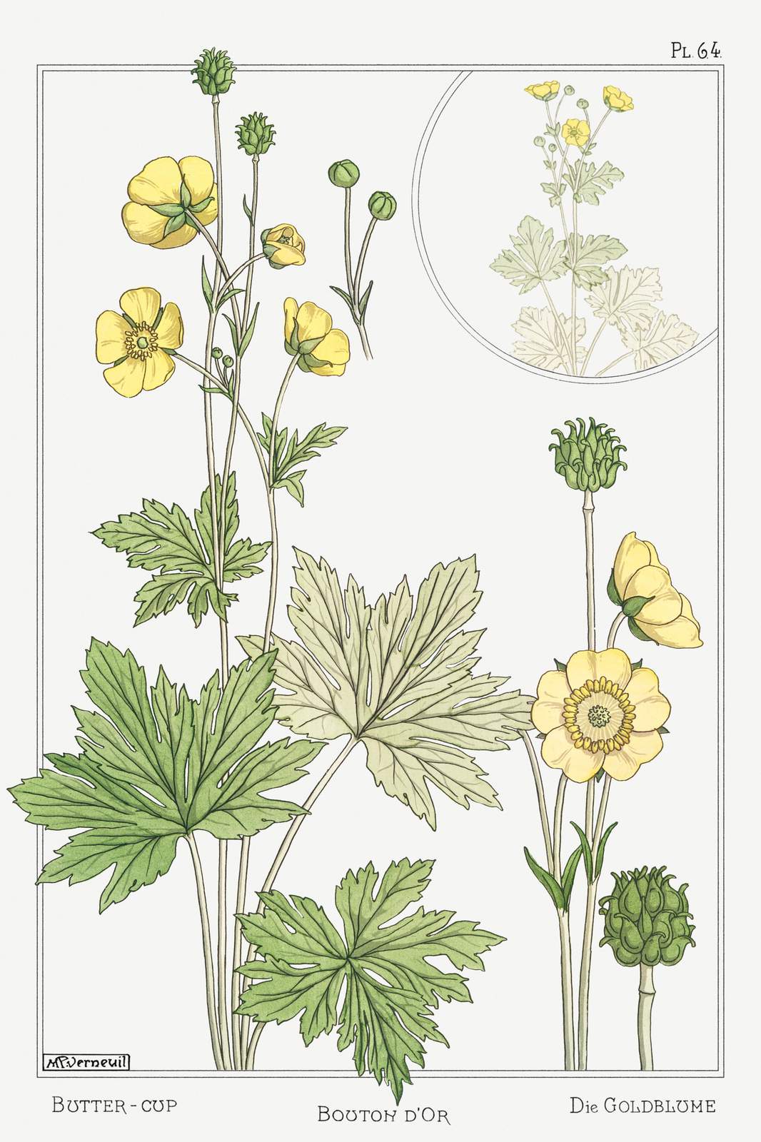 Art Nouveau Buttercup Botanical Wall Art