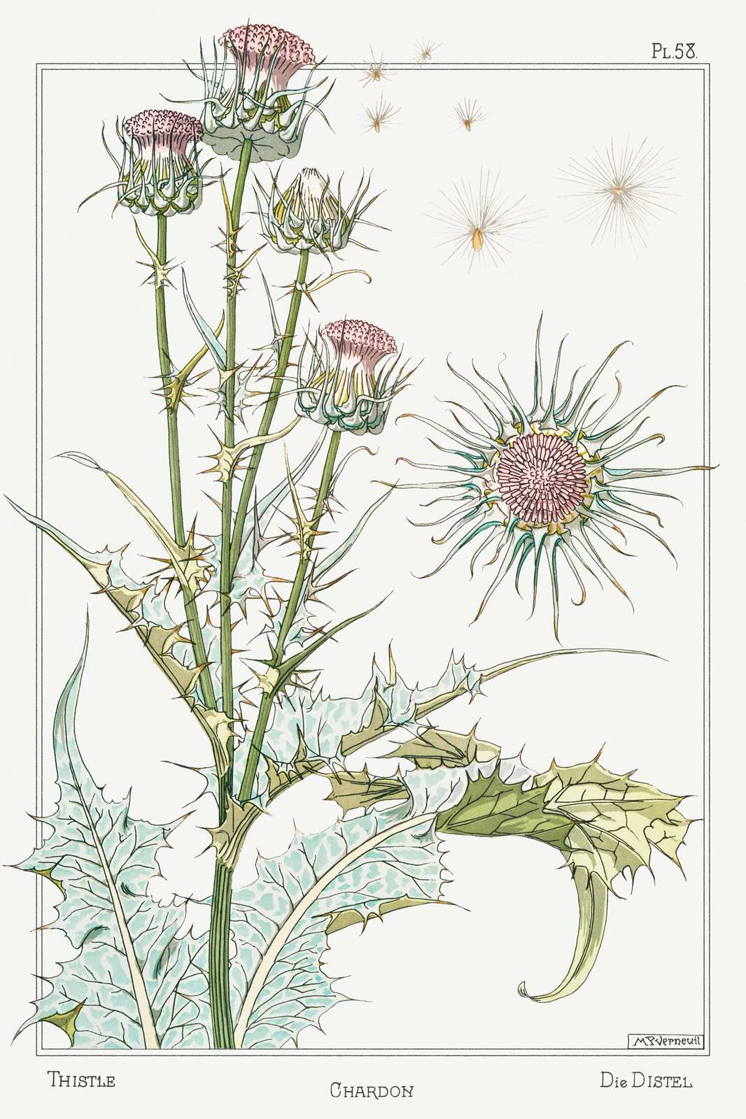 Vintage Thistle Botanical Art Wall Art