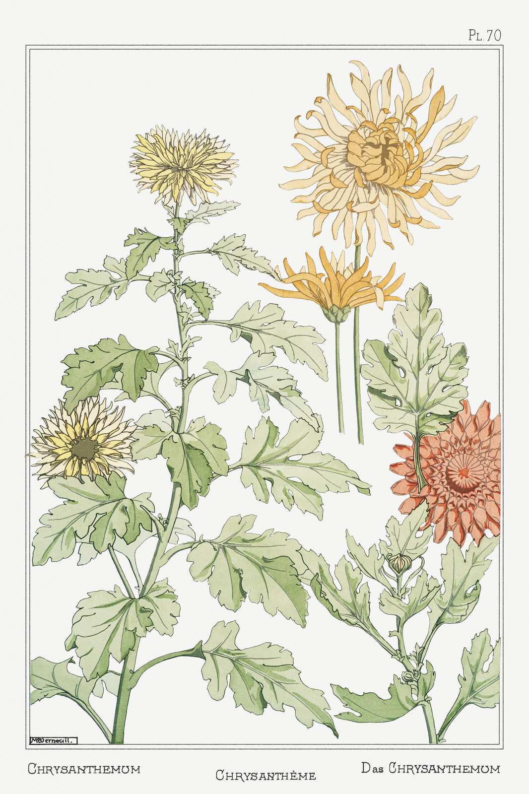 Vintage Chrysanthemum Botanical Art Wall Art