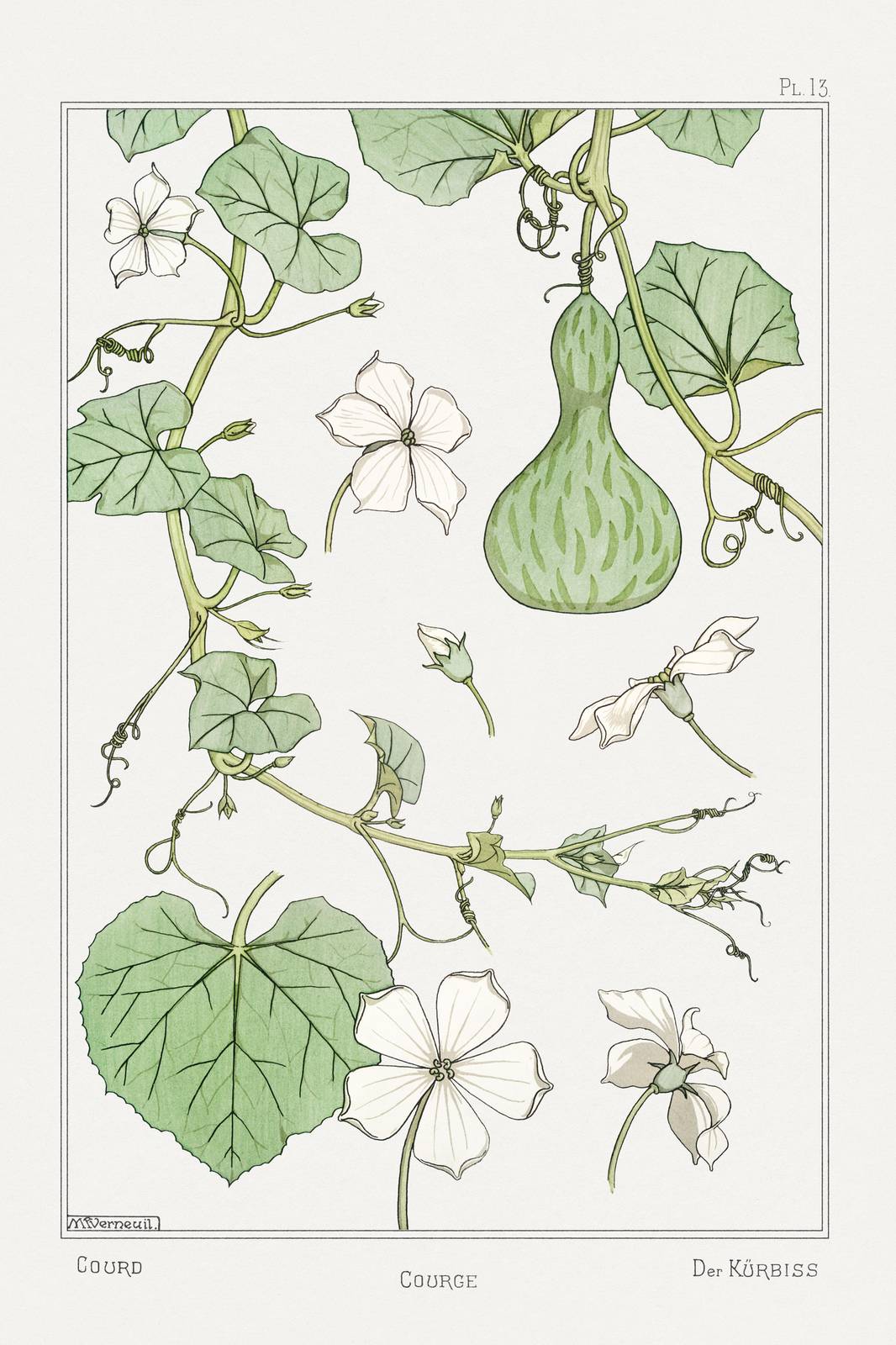Gourd Botanical Illustration Wall Art