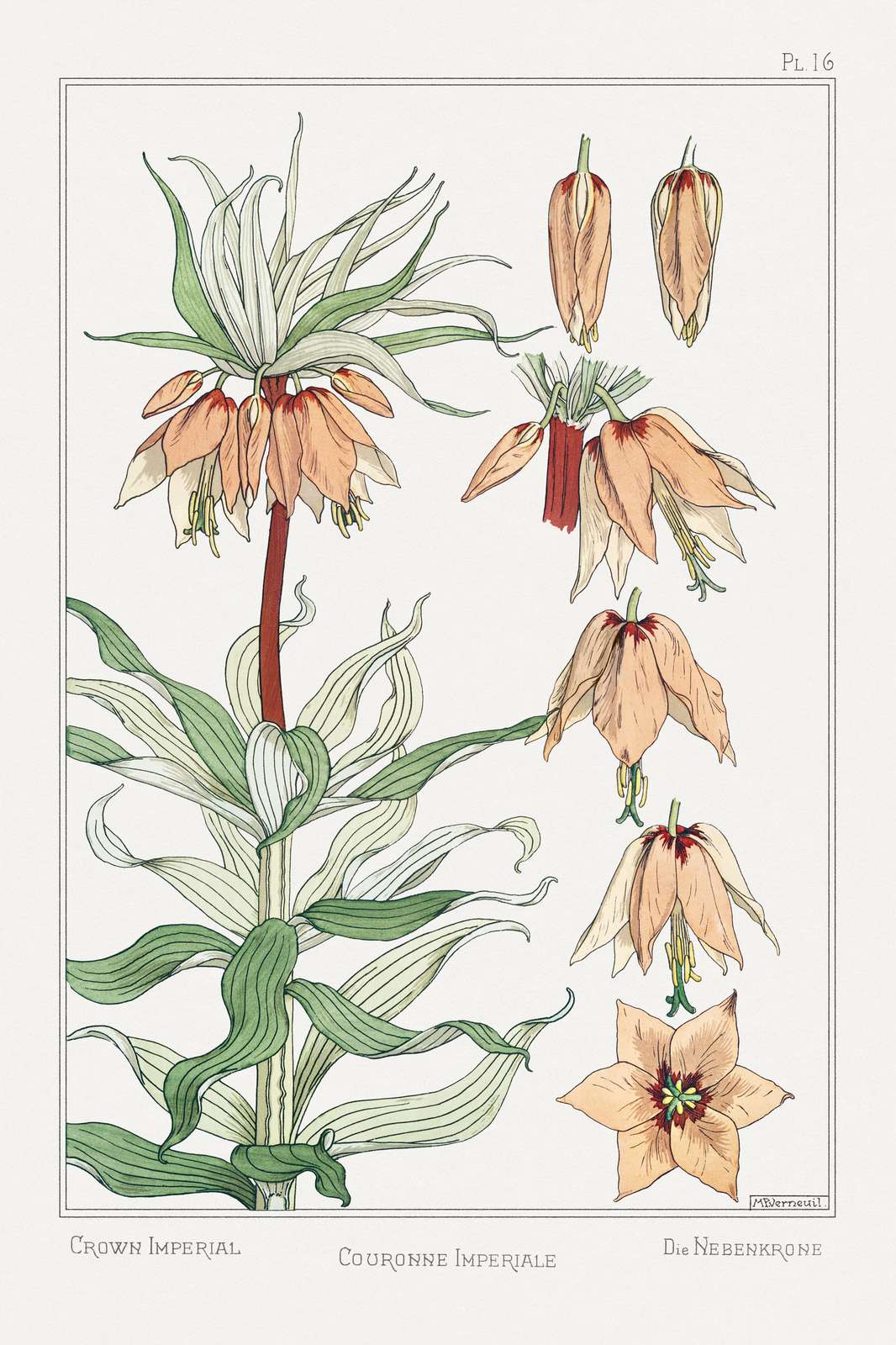 Crown Imperial Botanical Art Wall Art