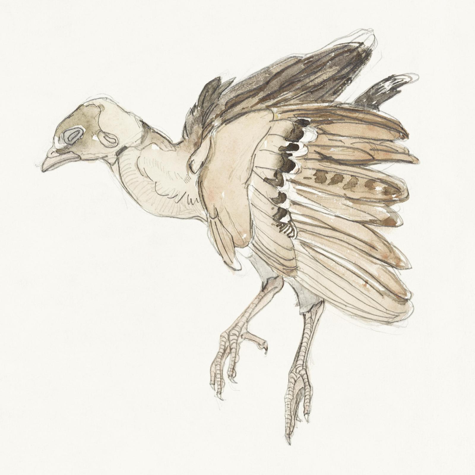 Graceful Bird Watercolor Art Wall Art