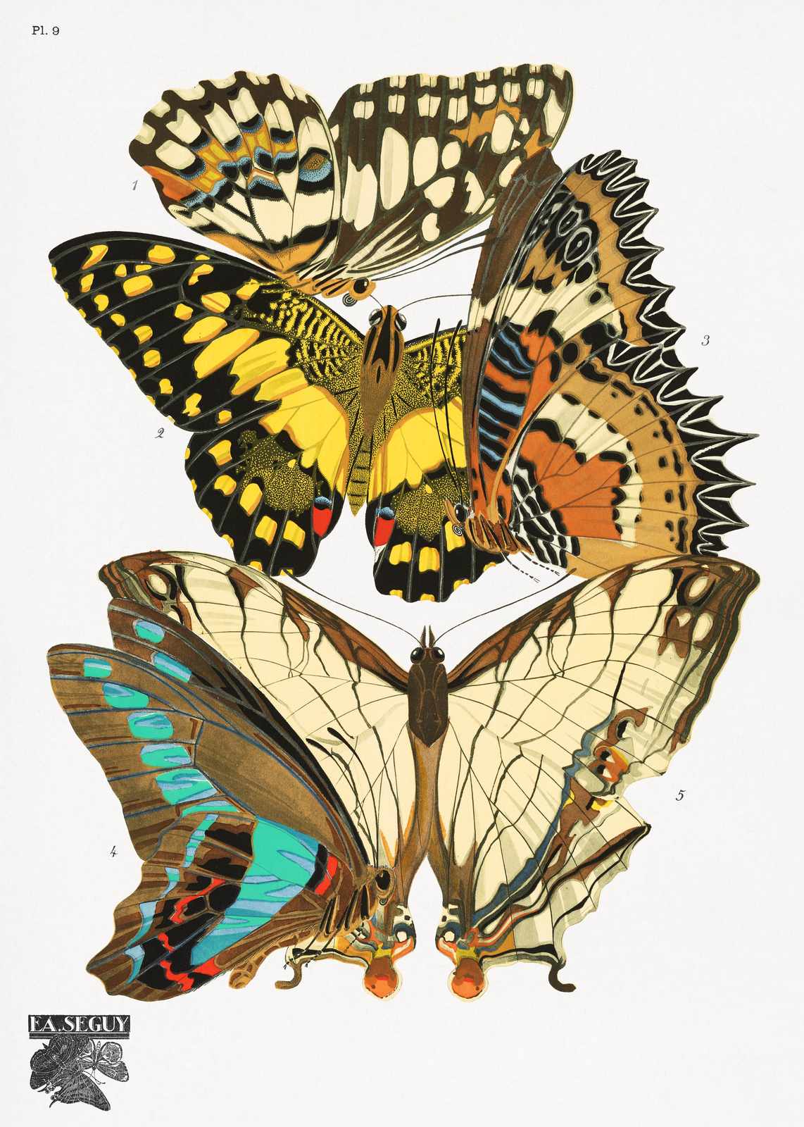 Vintage Butterfly Art Print - E.A. Seguy Wall Art