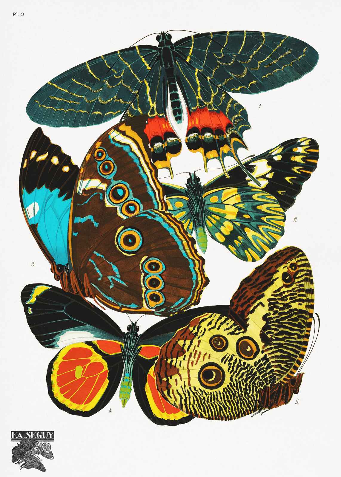 Vintage Butterfly Collection Wall Art