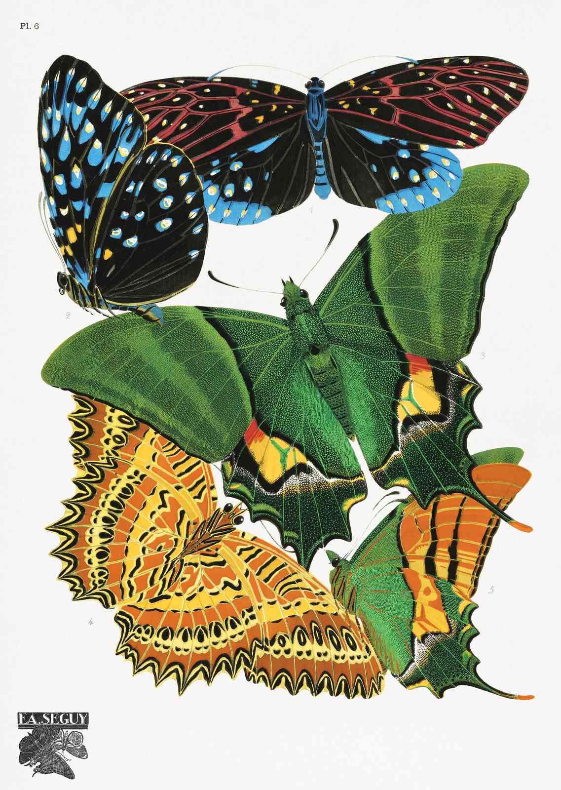 Vintage Butterfly Art Print - Elegant Insect Wall Art