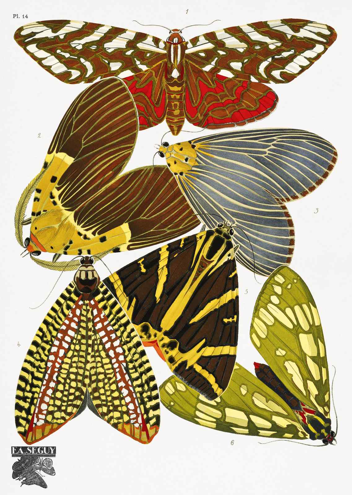 Vintage Butterfly Collection Poster Wall Art