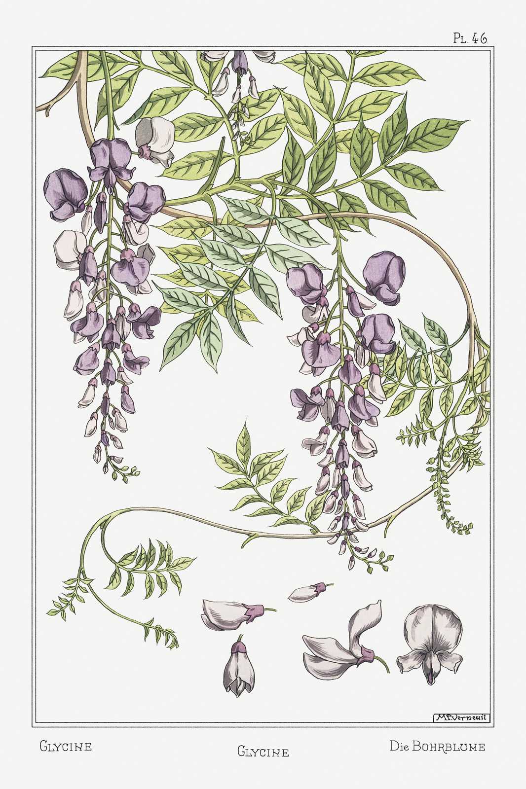 Vintage Wisteria Botanical Art Wall Art