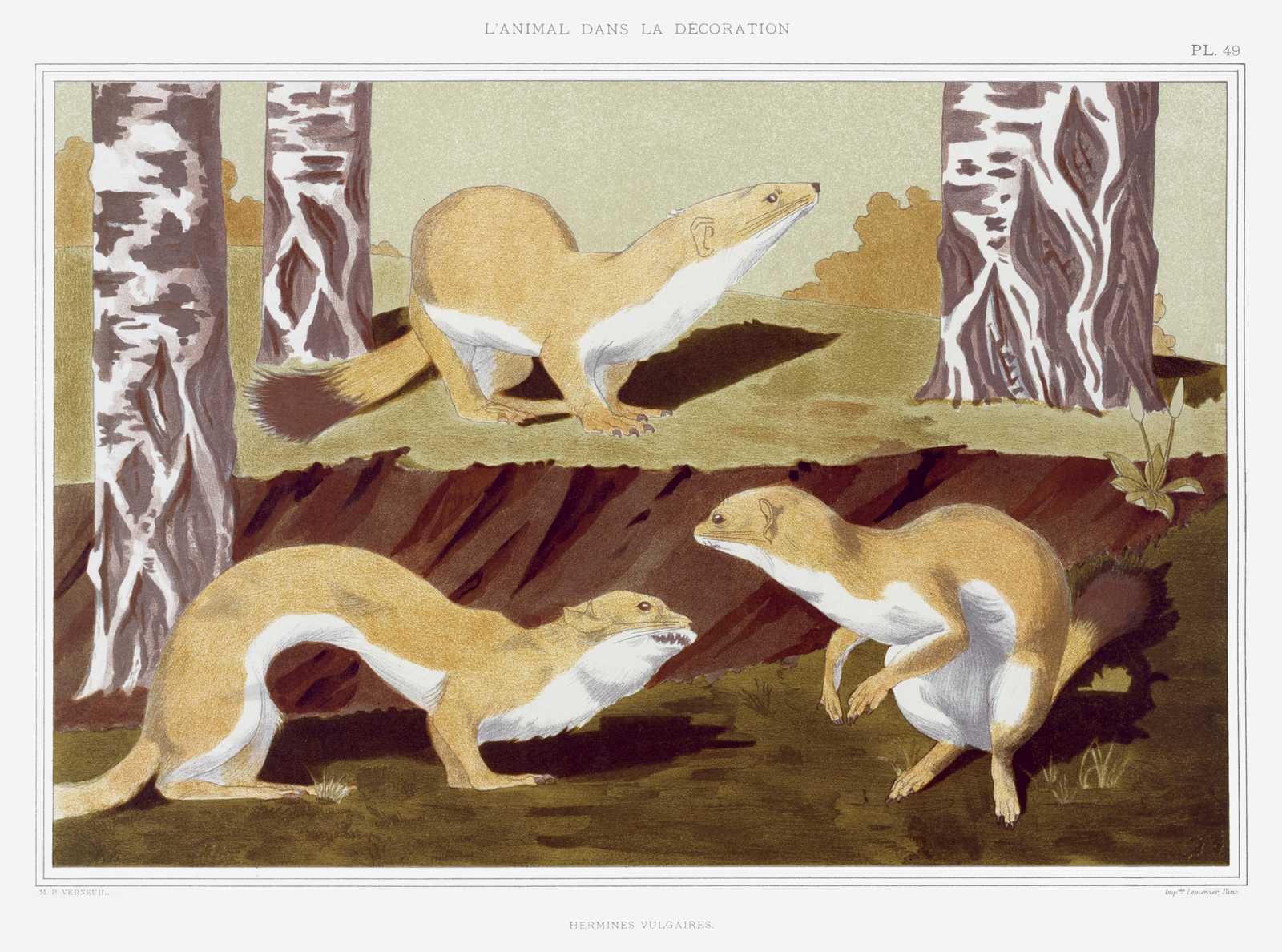 Vintage Hermine Animals Forest Wall Art
