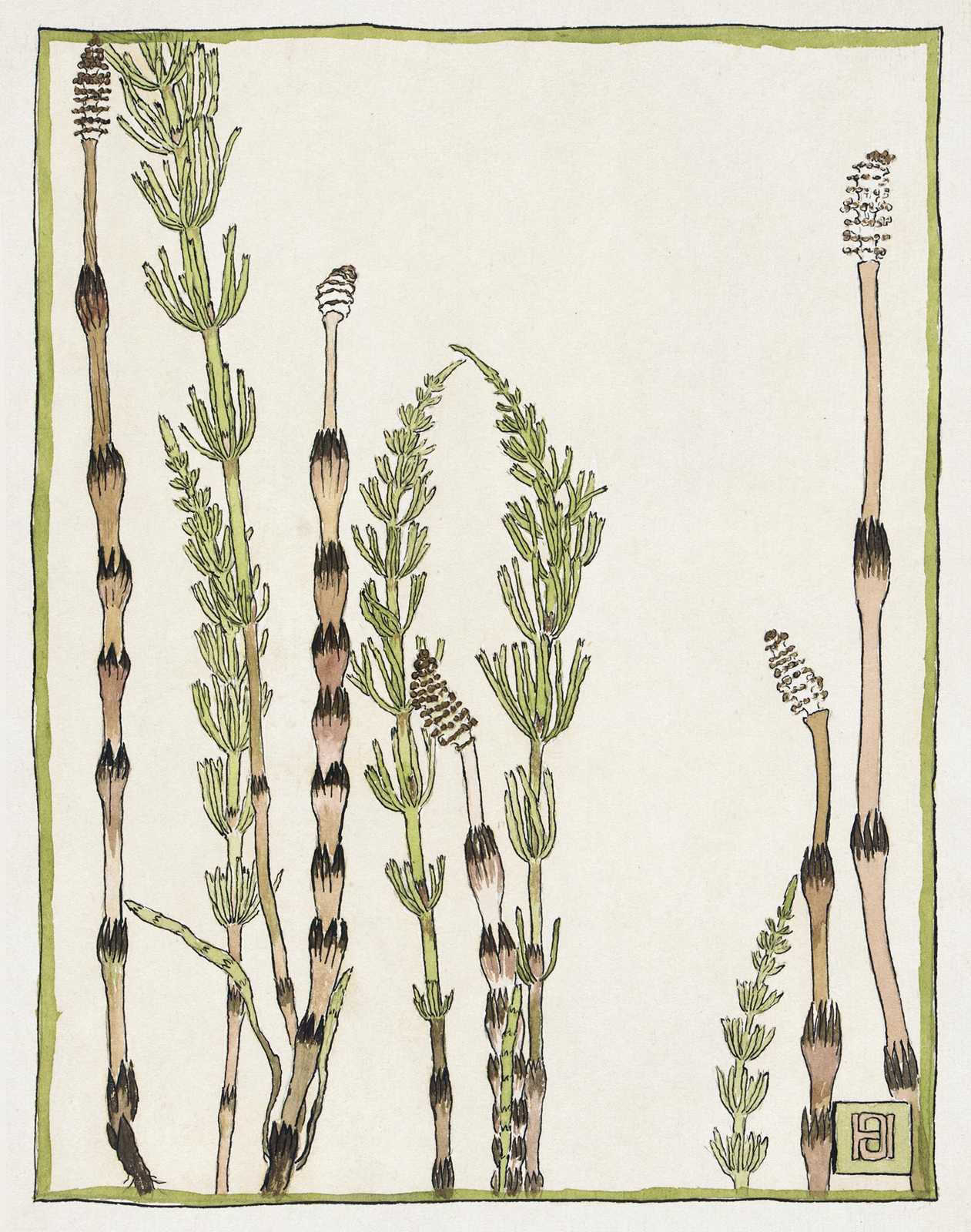 Horsetail Botanical Art Wall Art | Nature Wall Decor