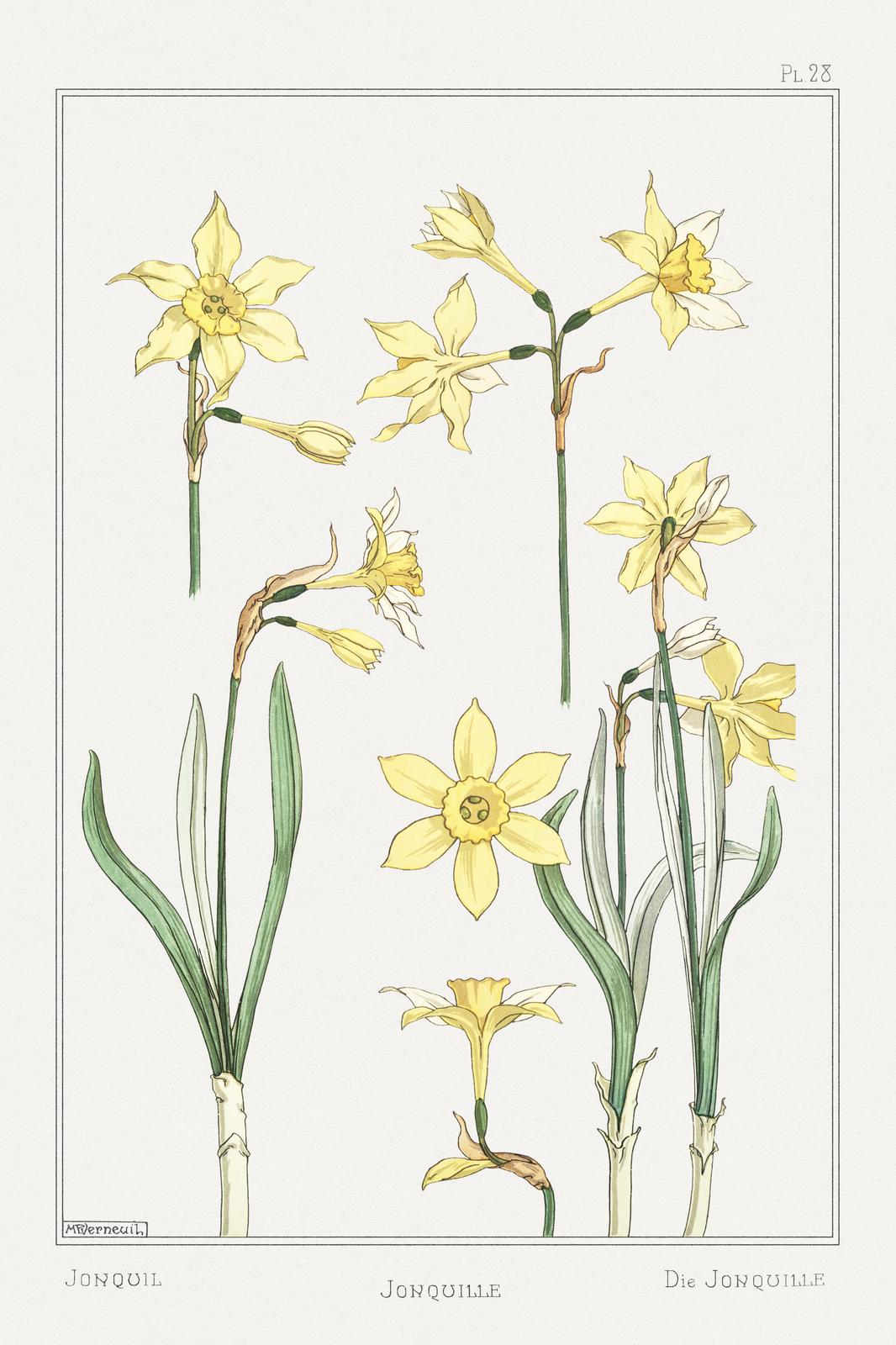 Vintage Botanical Jonquil Daffodil Art Wall Art