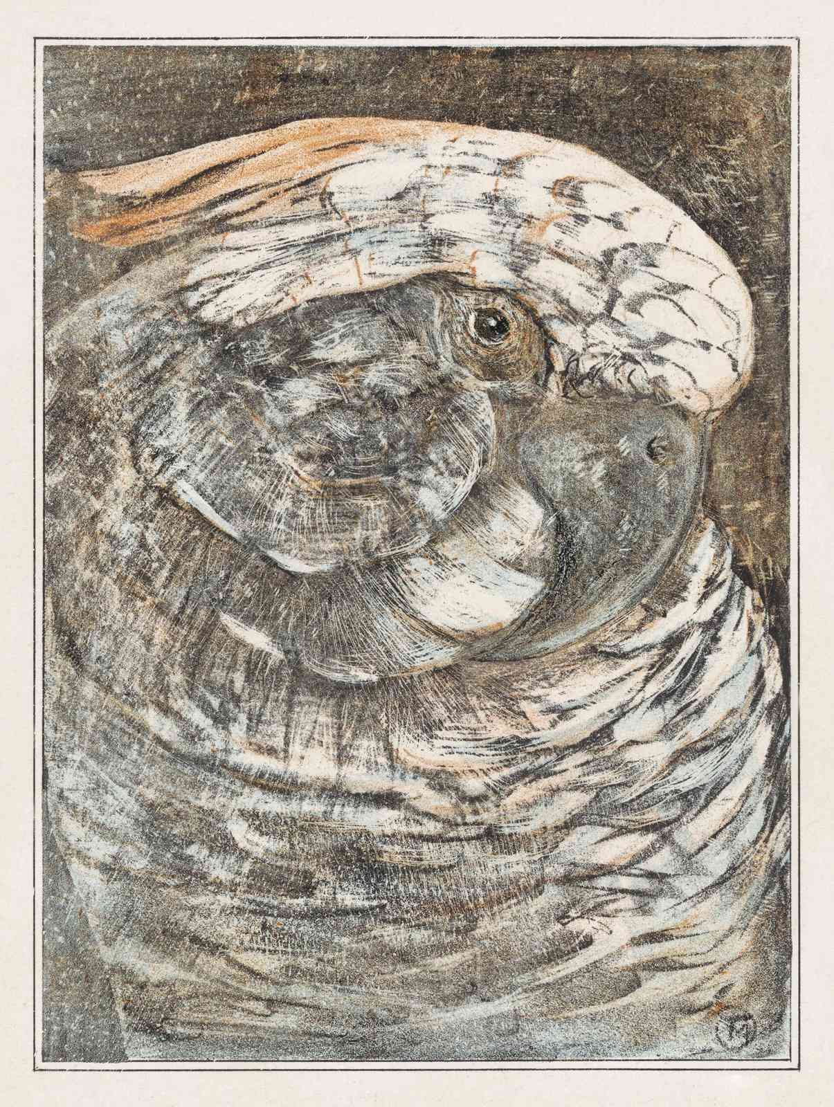 Elegant Cockatoo Portrait Wall Art - Exotic Bird Art