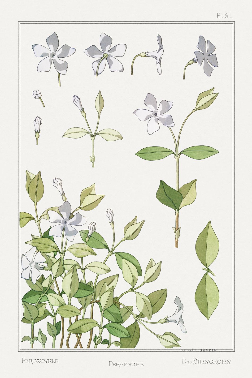 Vintage Botanical Periwinkle Wall Art
