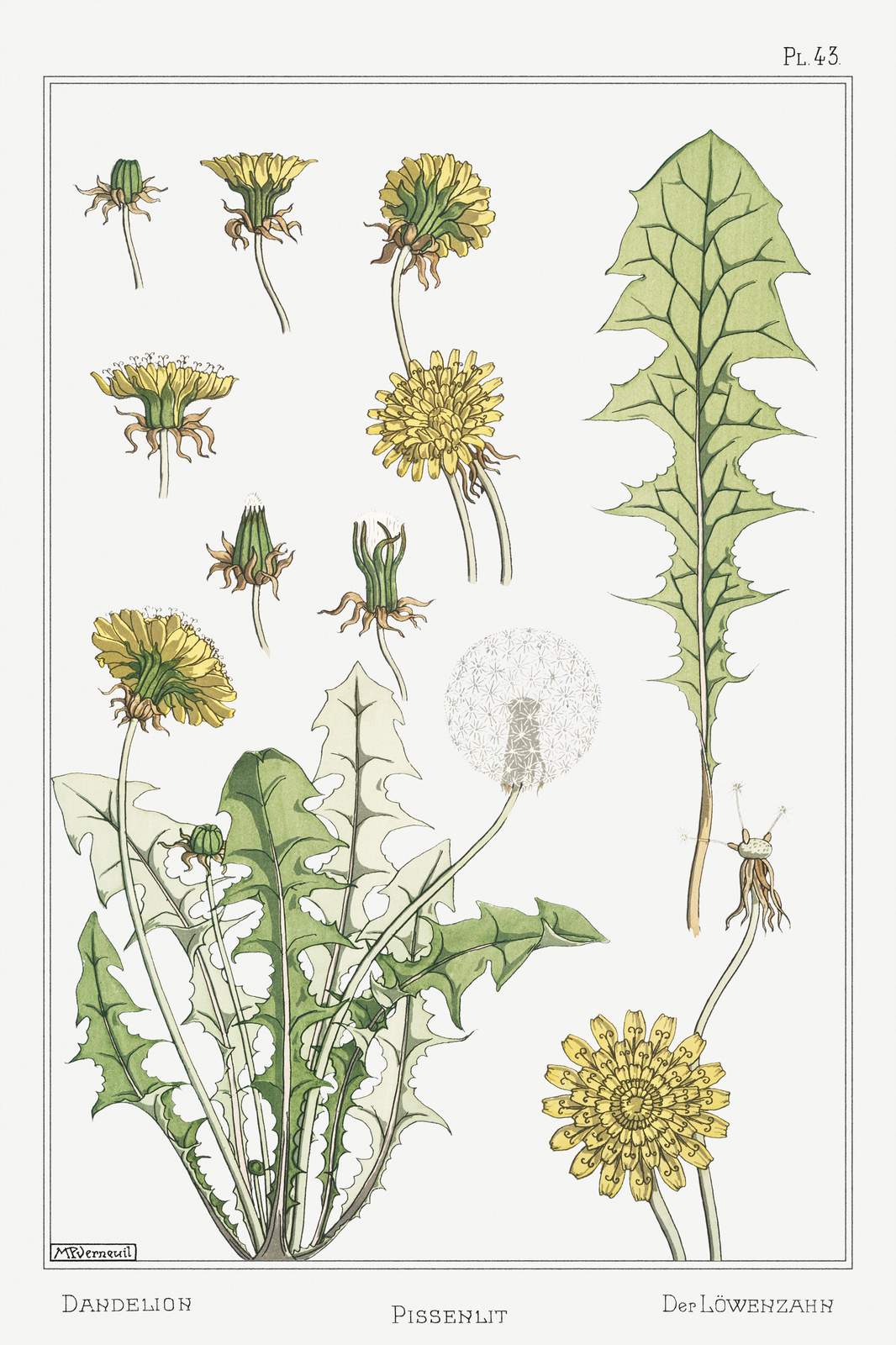 Vintage Dandelion Botanical Art Wall Art