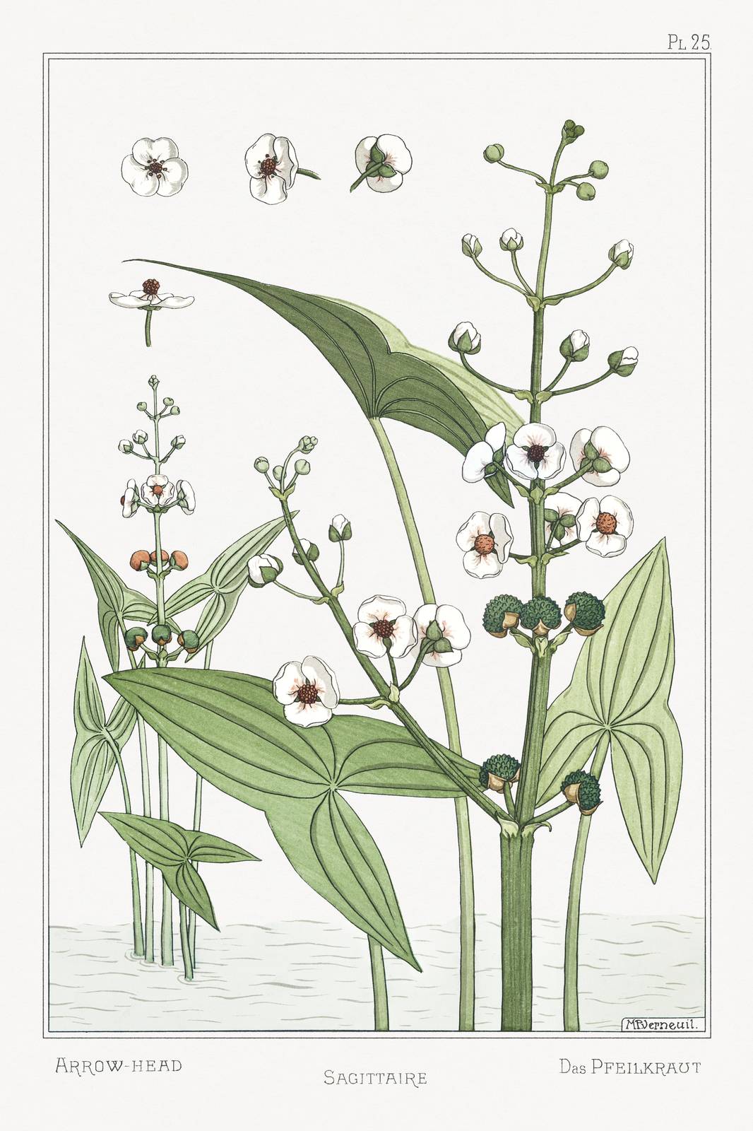 Elegant Arrowhead Botanical Illustration Wall Art