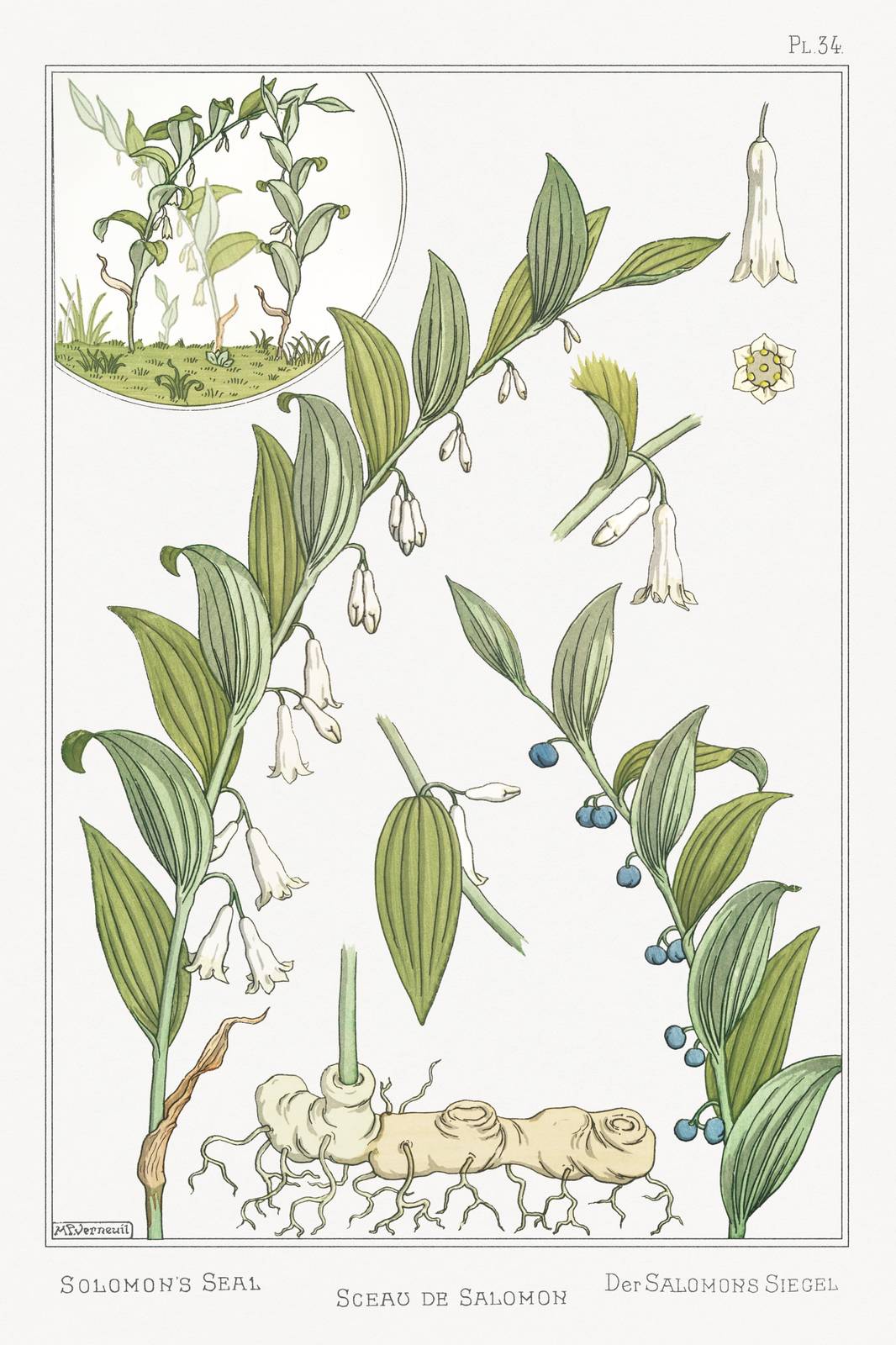Vintage Solomon's Seal Botanical Wall Art