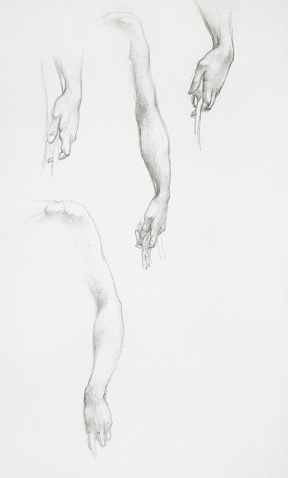 Figurative Anatomy Pencil Sketch Wall Art