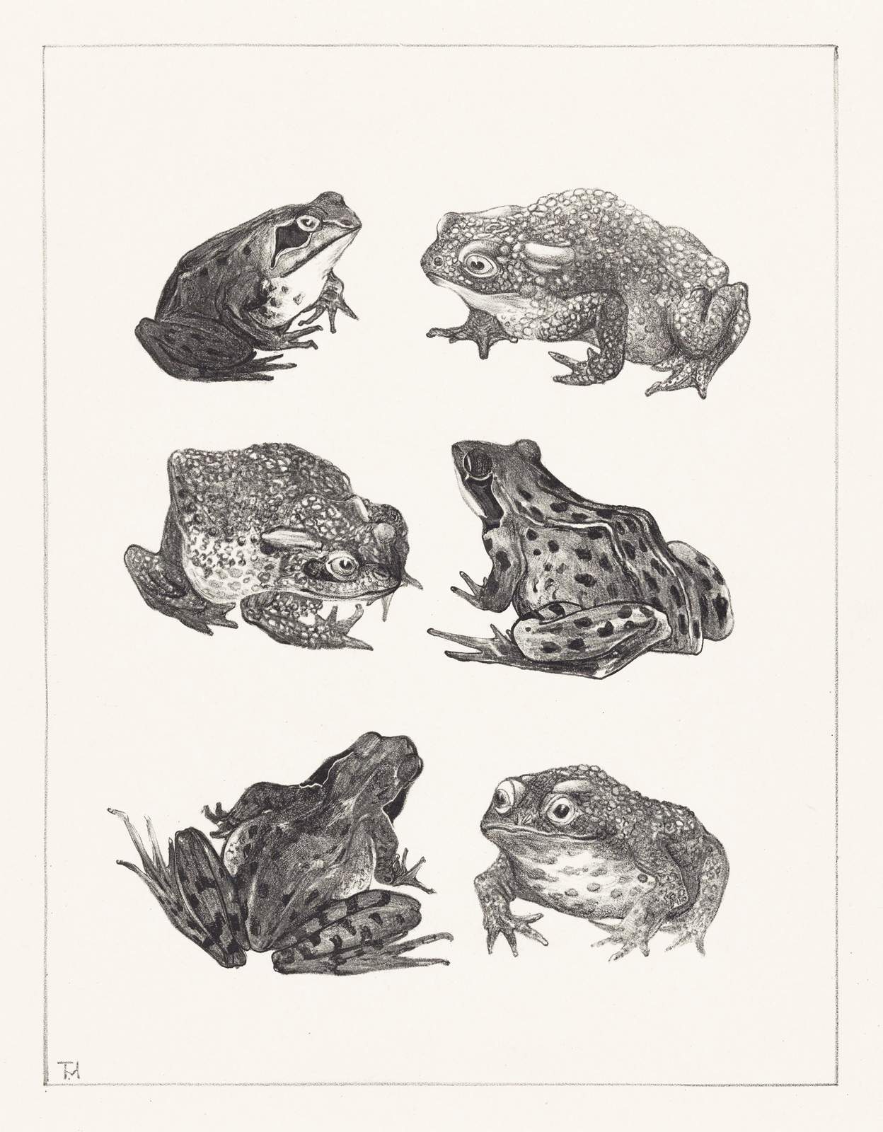 Vintage Frog Study Wall Art