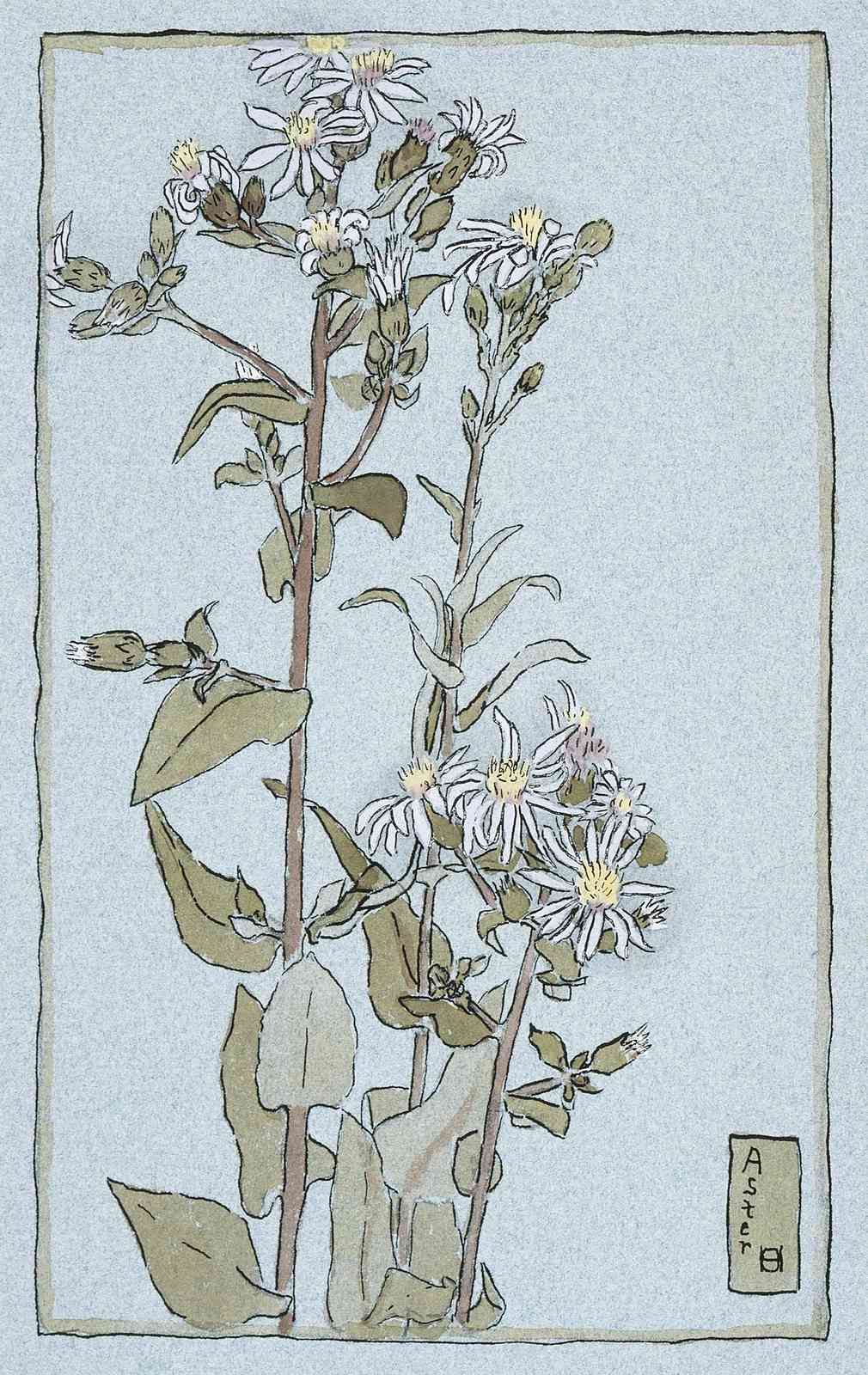 Vintage Aster Floral Art Wall Art