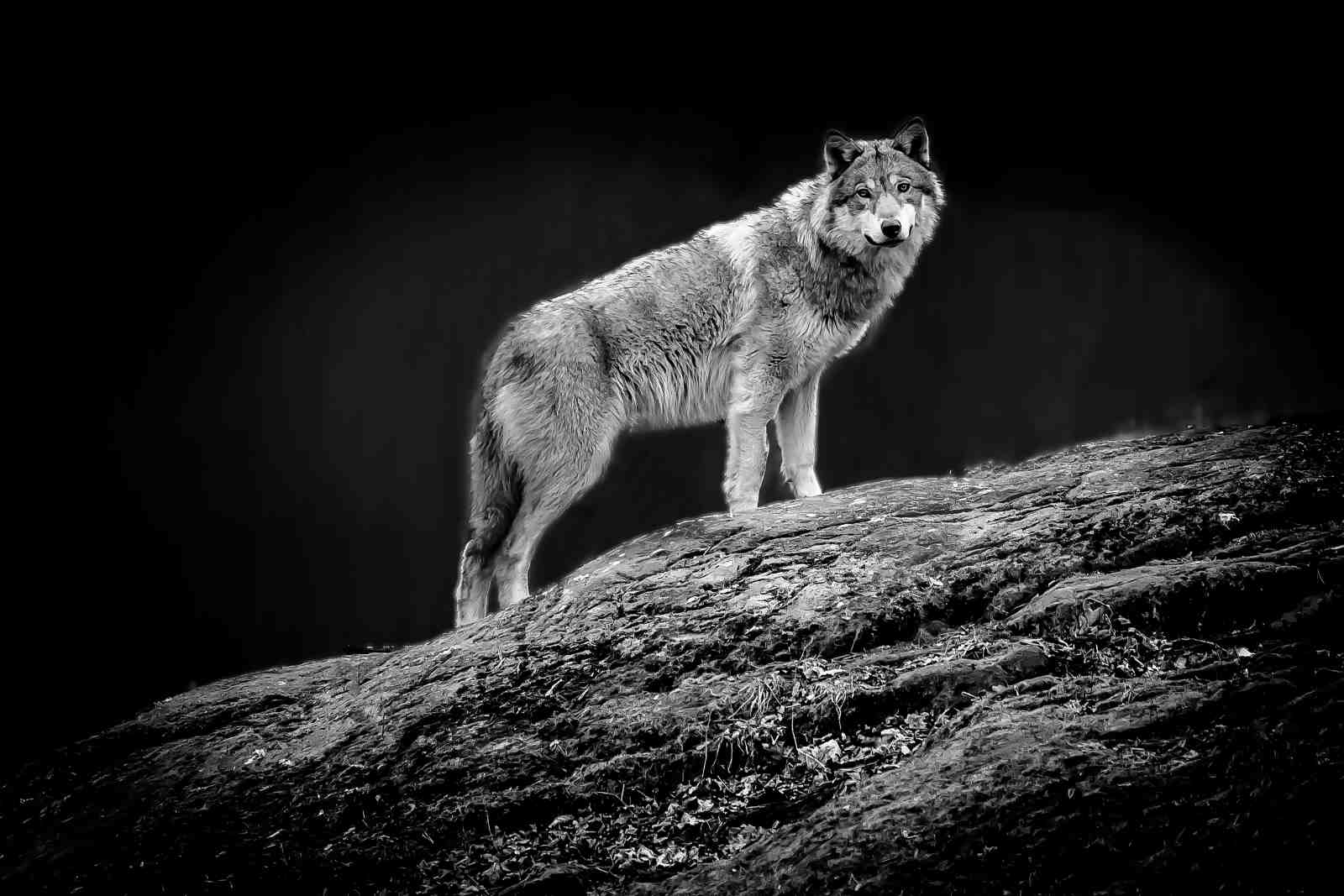 Majestic Wolf B&W Wildlife Wall Art
