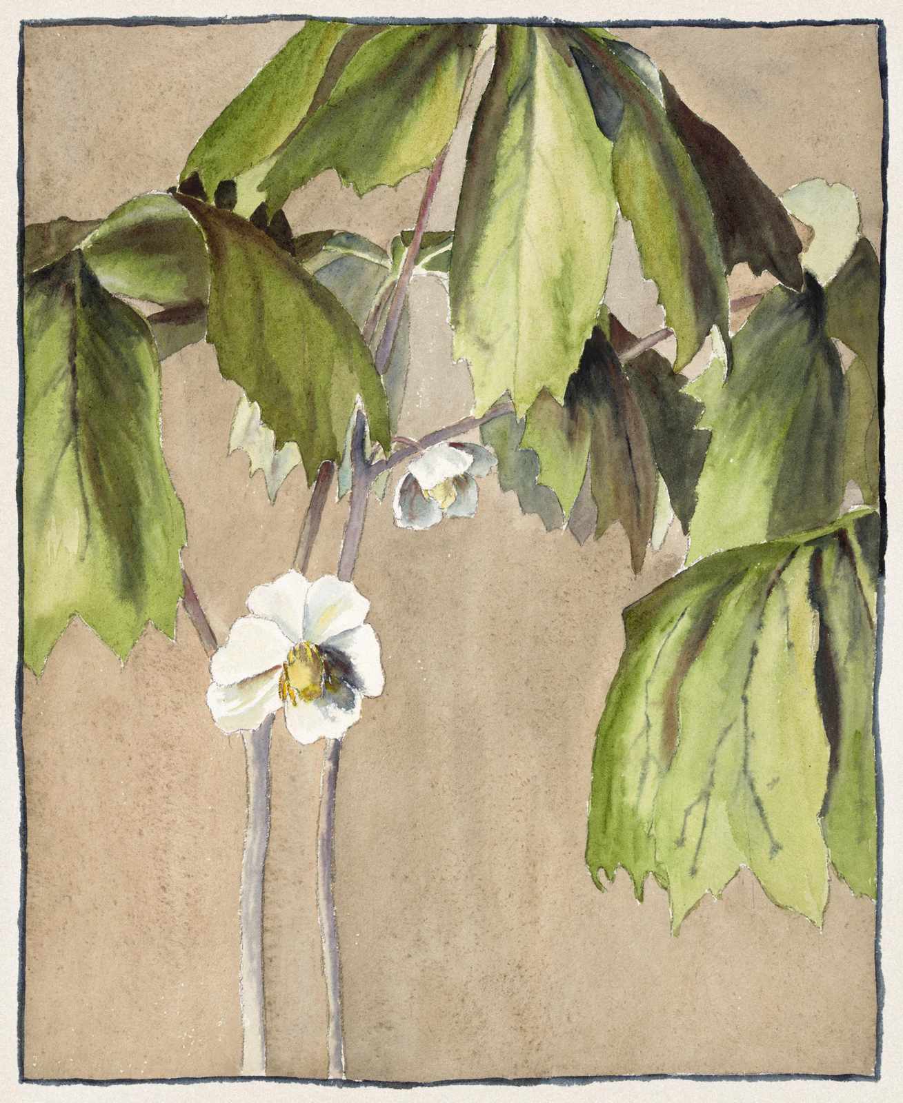 Botanical Beauty White Flower Wall Art