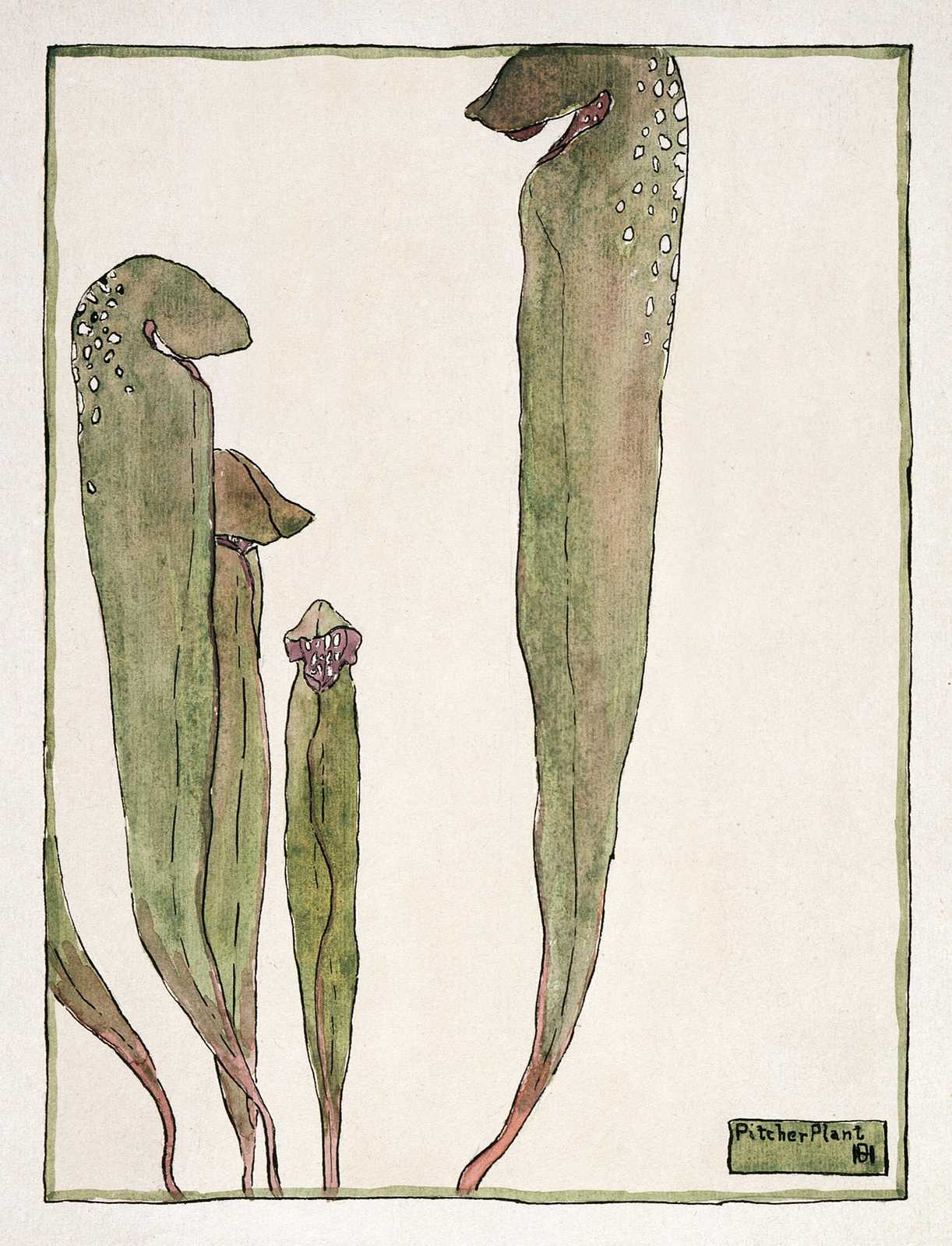 Art Nouveau Pitcher Plant Botanical Wall Art