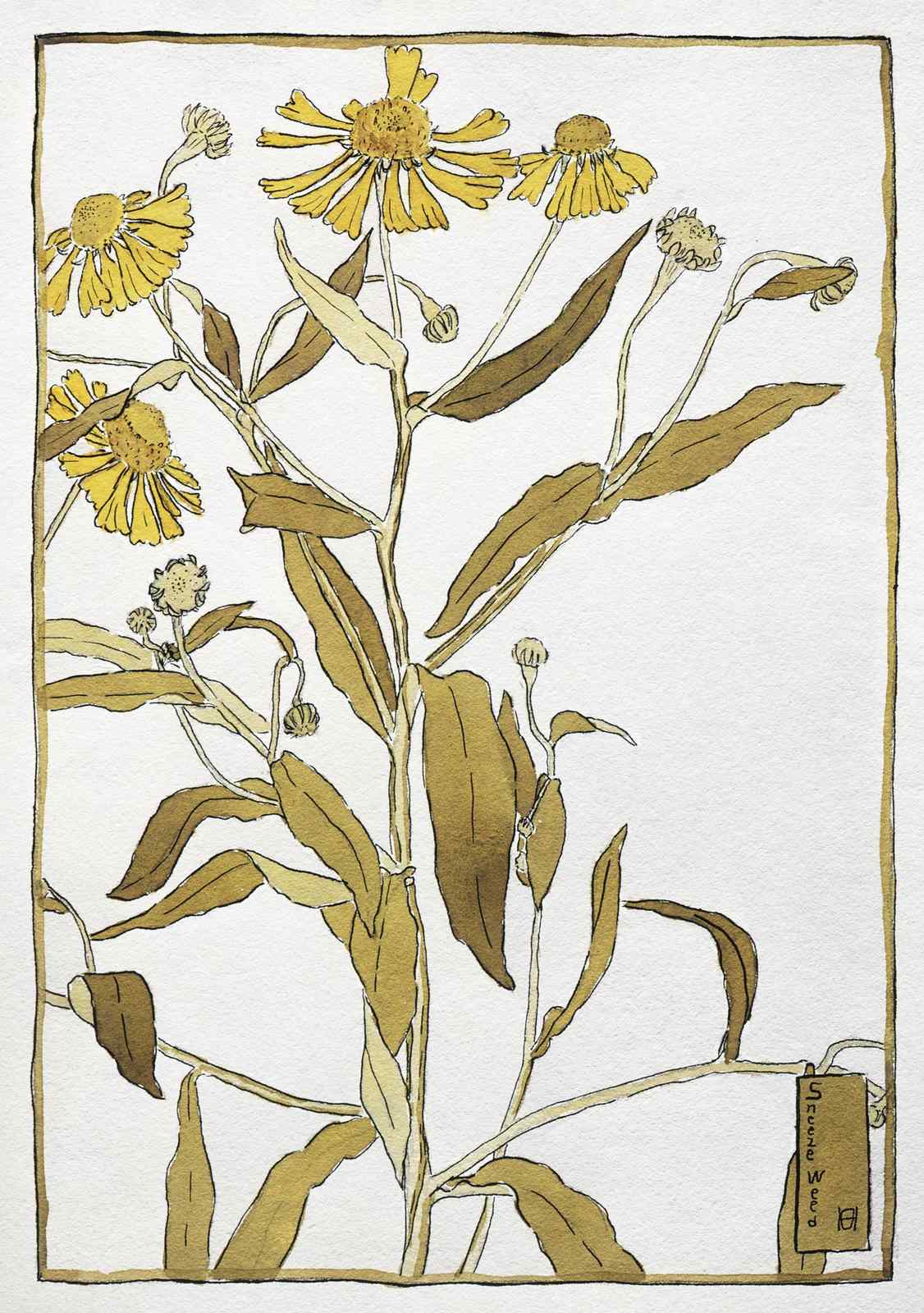 Golden Yellow Daisy Botanical Art Wall Art