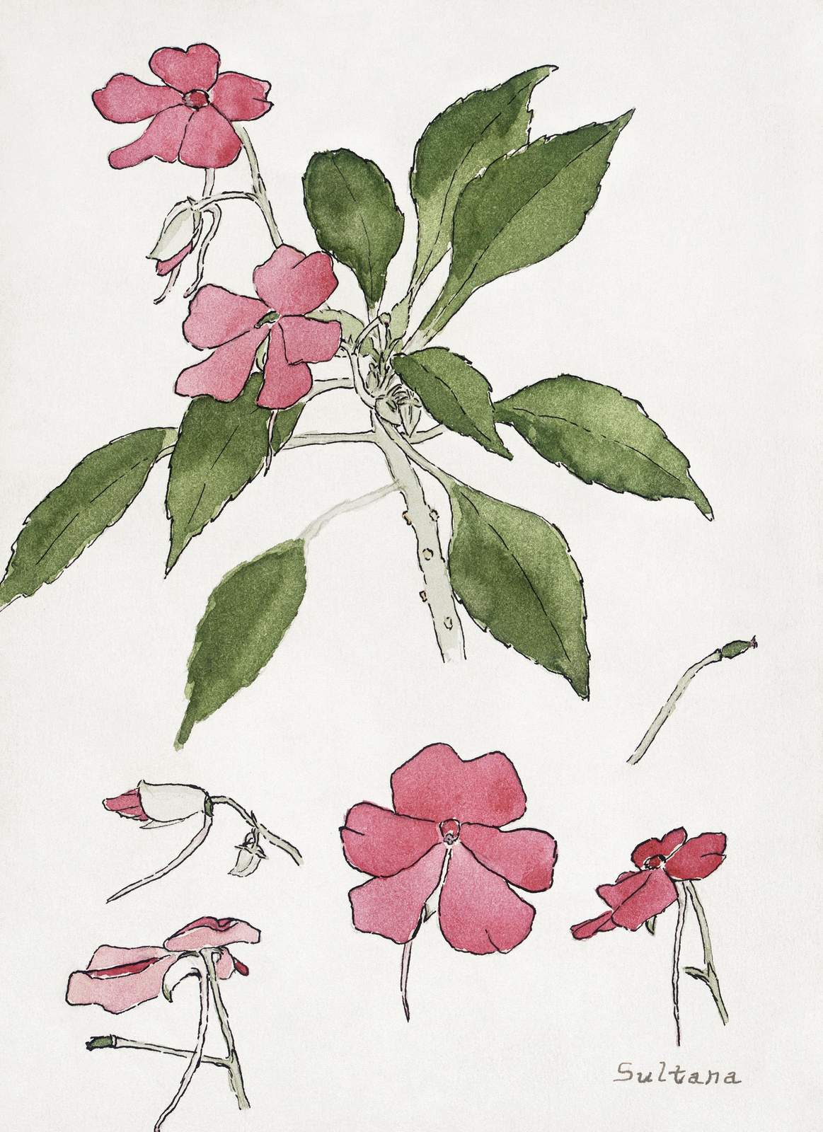 Botanical Sultana Blossom Watercolor Wall Art