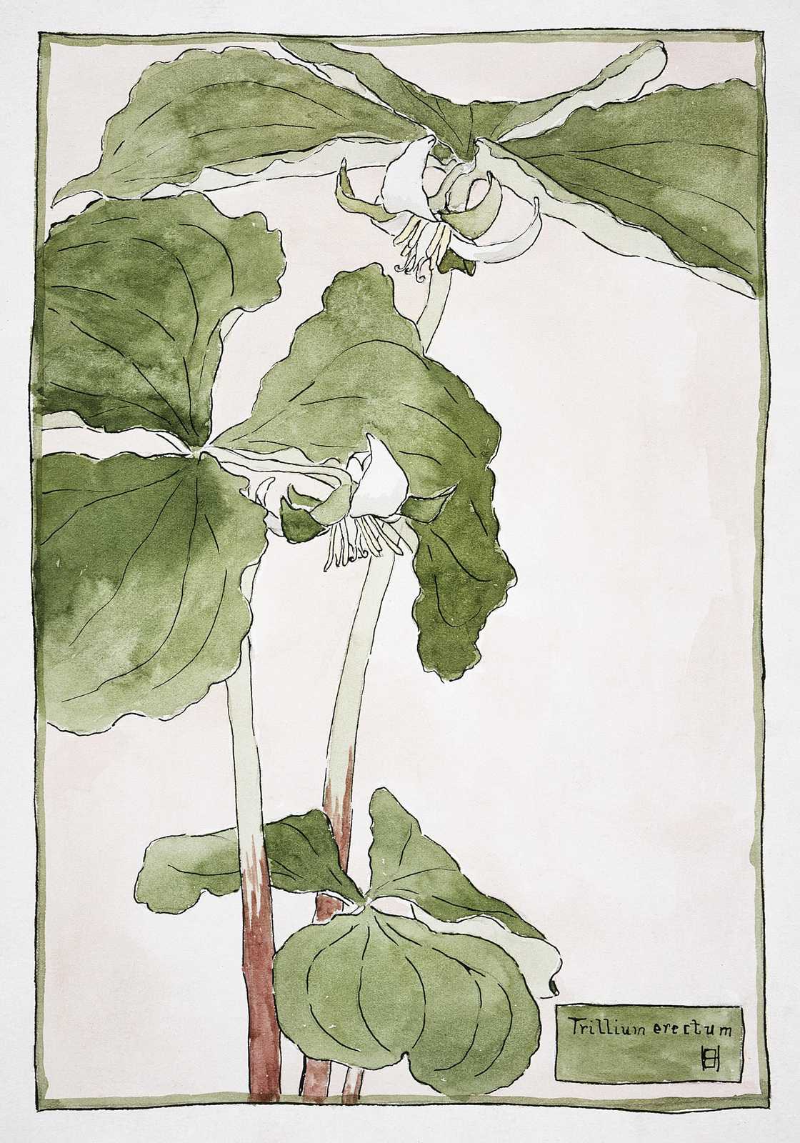 Elegant Trillium Botanical Art Wall Art