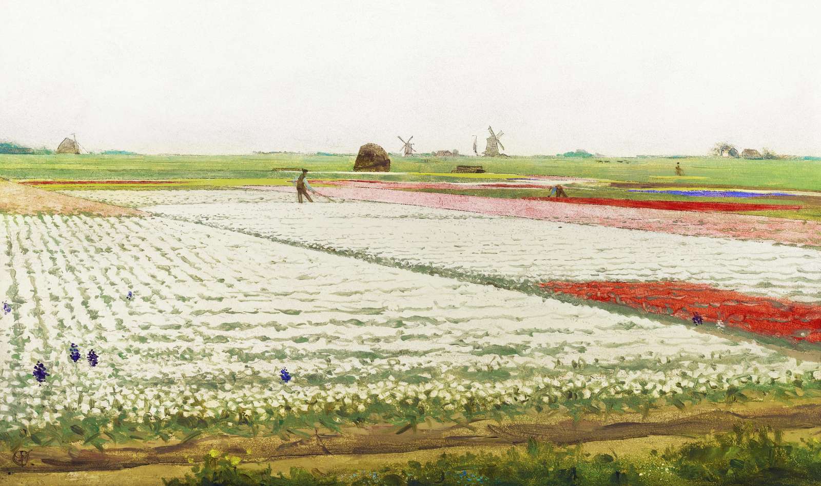 Vibrant Tulip Fields Landscape Wall Art