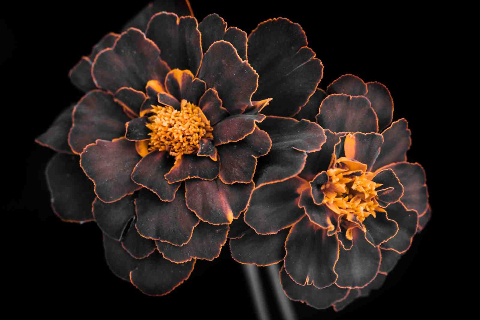Dark Marigold Floral Wall Art