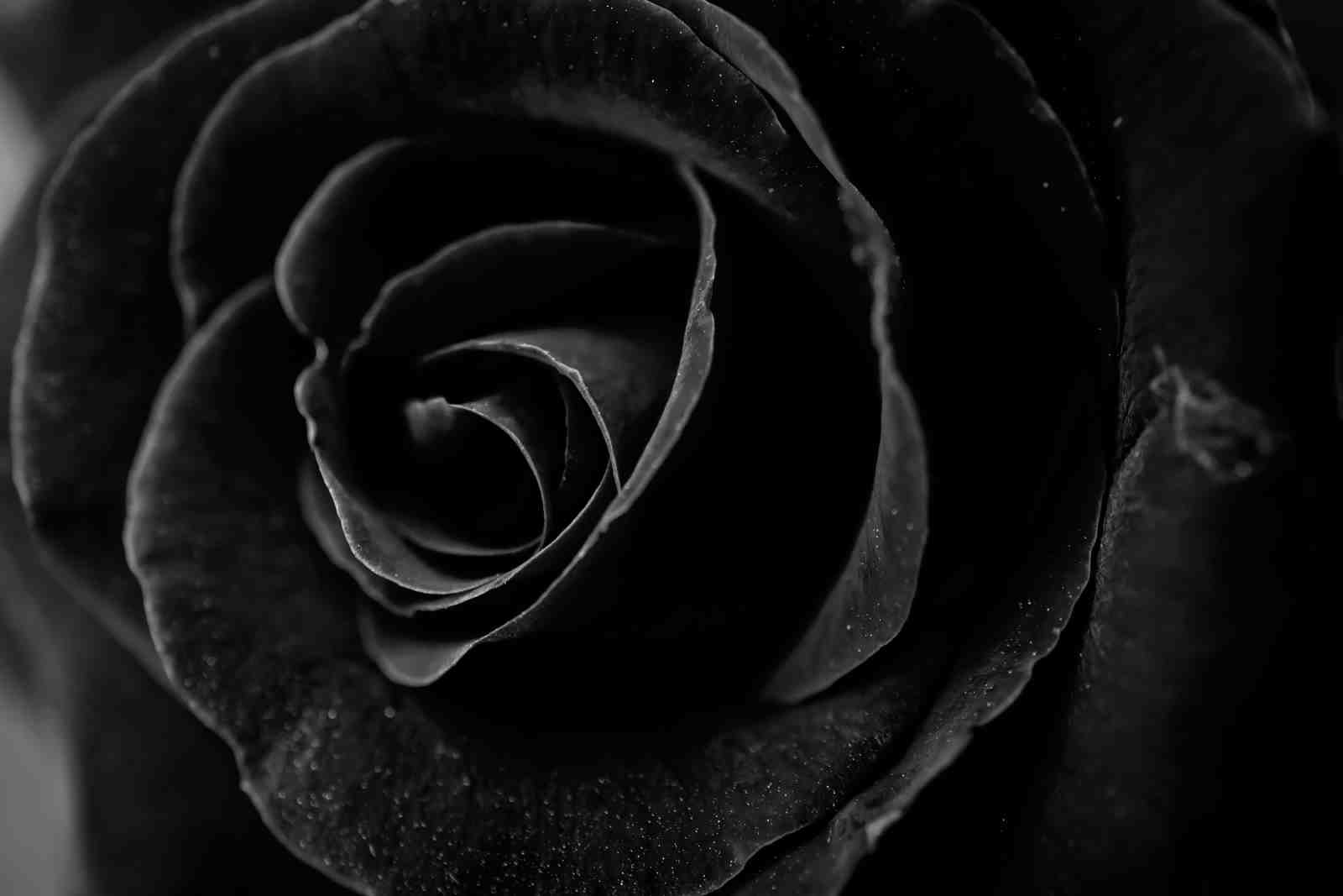 Black Rose Close-Up Wall Art Wall Art