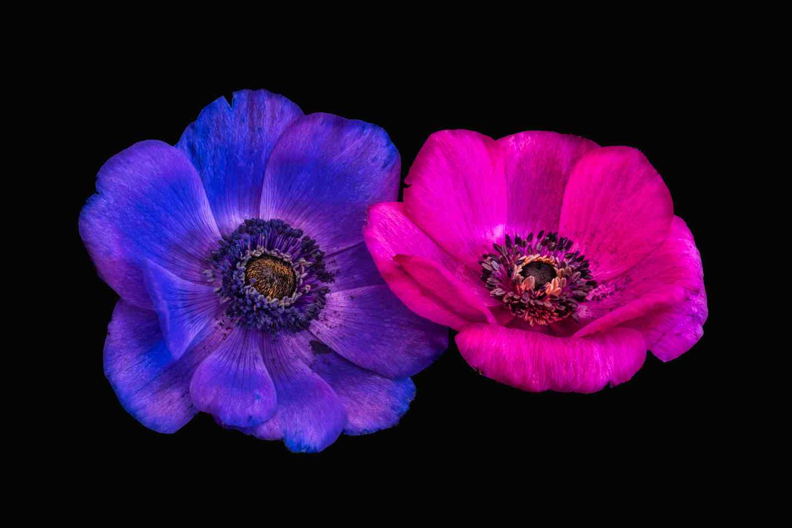 Vibrant Anemone Duo Wall Art