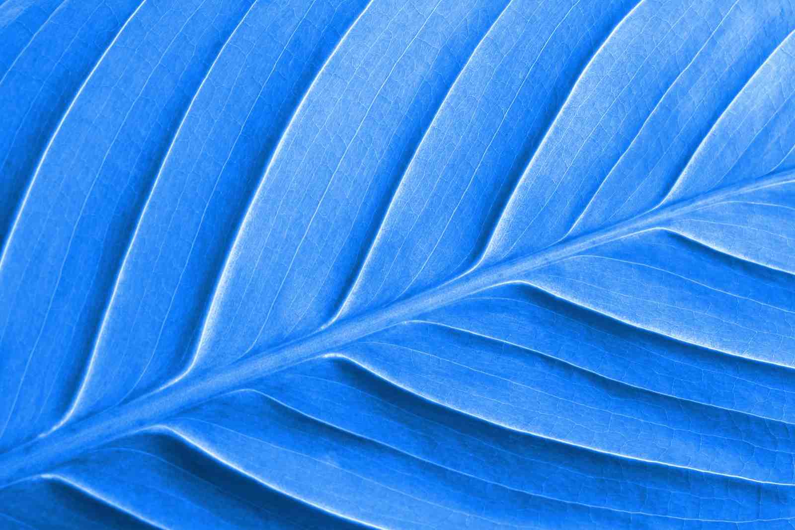 Vibrant Blue Leaf Macro Wall Art