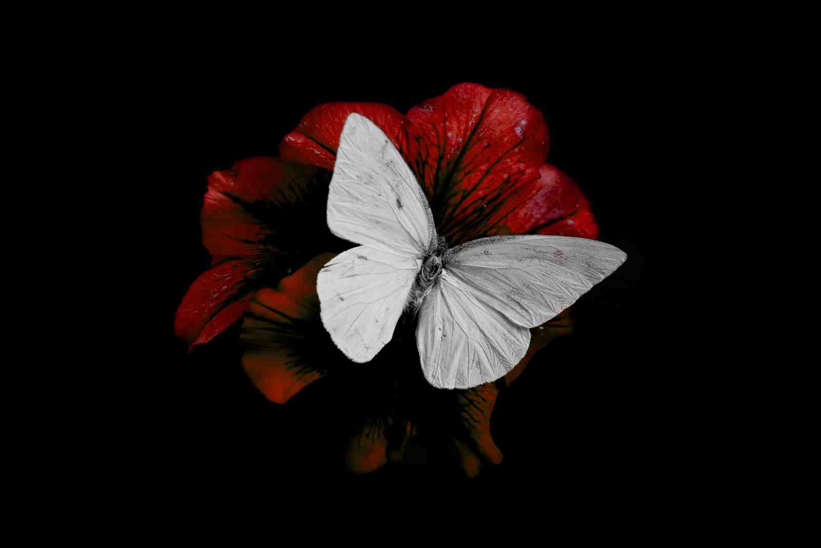 Monarch Butterfly Red Petal Wall Art