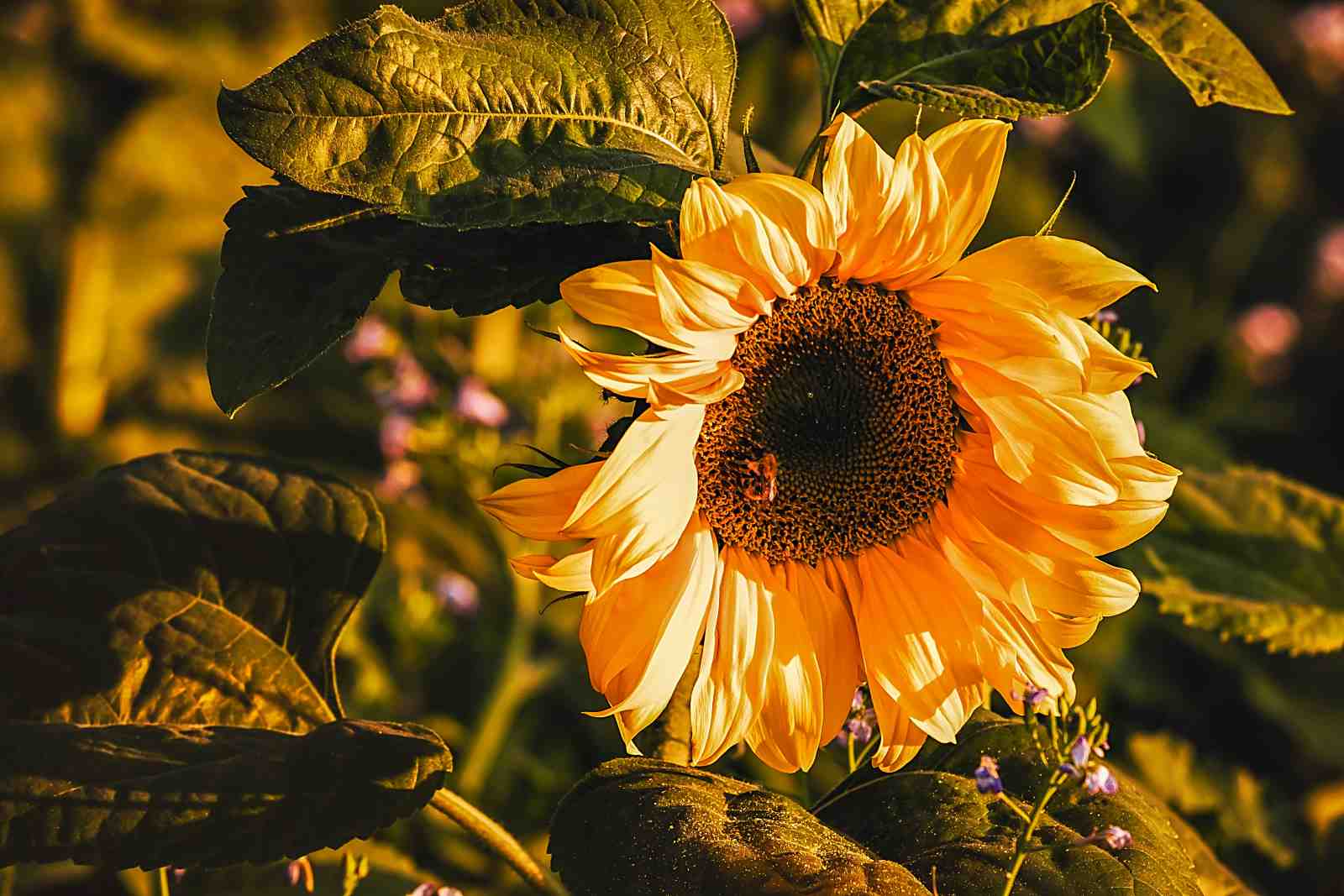 Vibrant Sunflower Close-up Wall Art