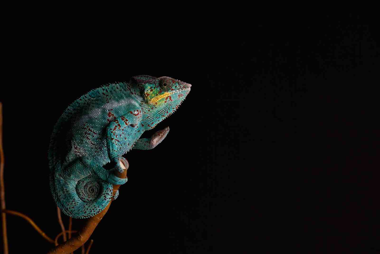 Vibrant Blue Chameleon on Branch Wall Art