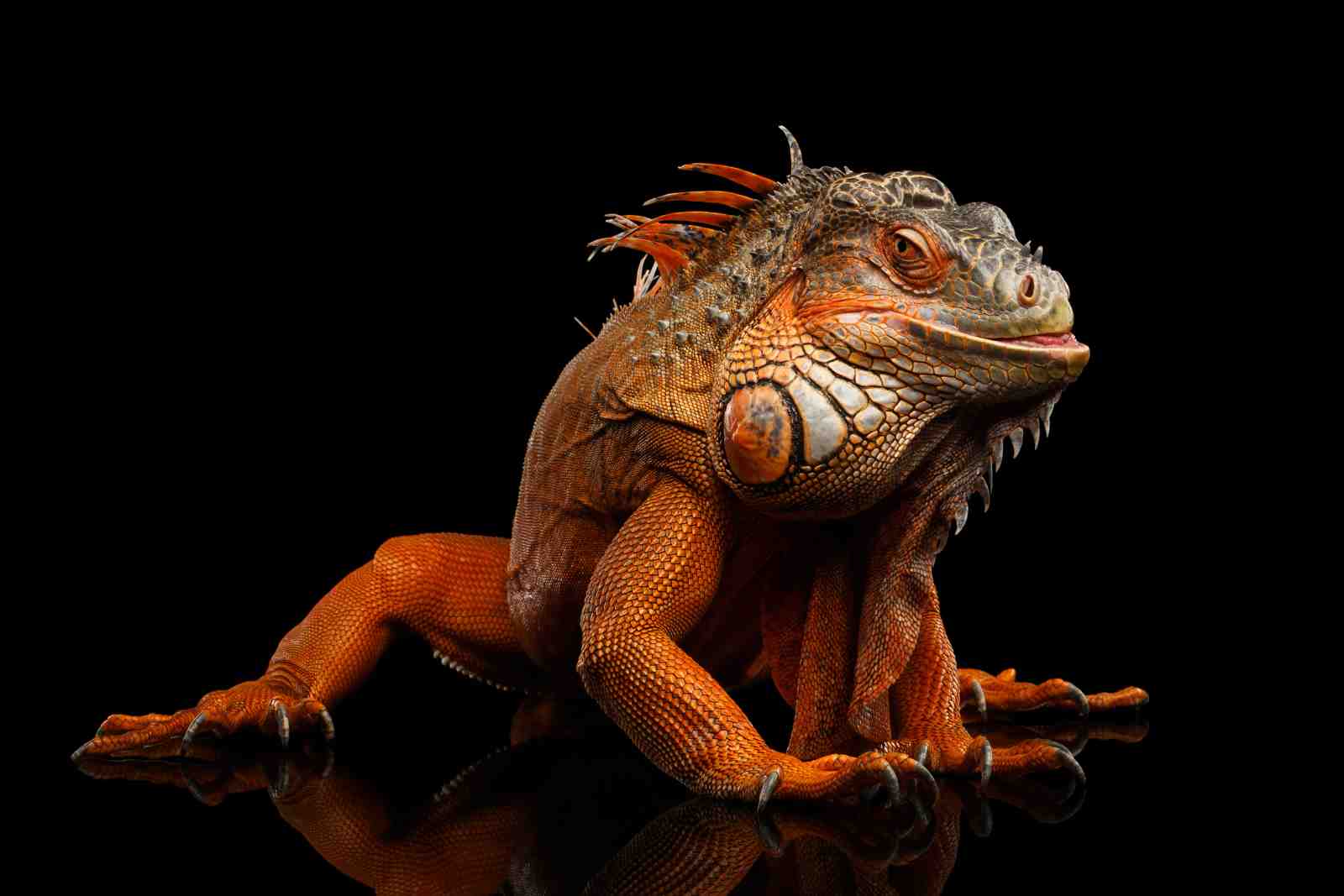 Vibrant Orange Iguana Portrait Wall Art